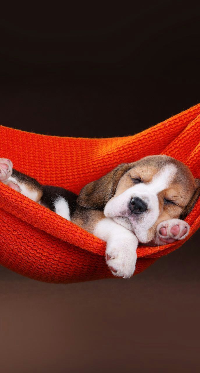 Sutileza. #Beagle #beaglepuppy. Cute beagles, Cute baby animals