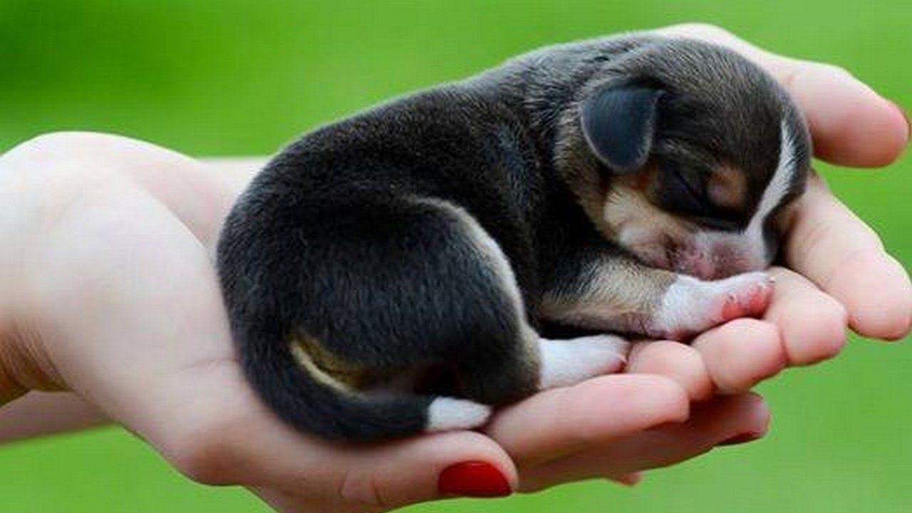 Dog Licking Your Screen, Nothing Else Newborn Beagle Puppy