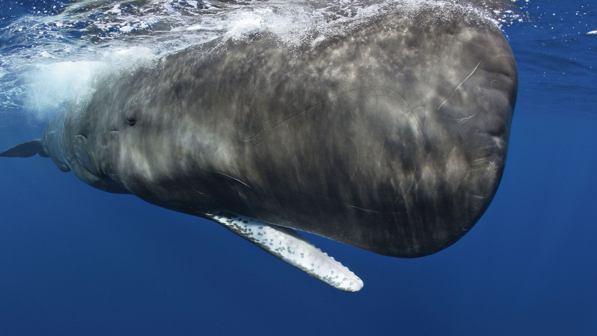 Ocean Giants. Going Aquatic: Cetacean Evolution