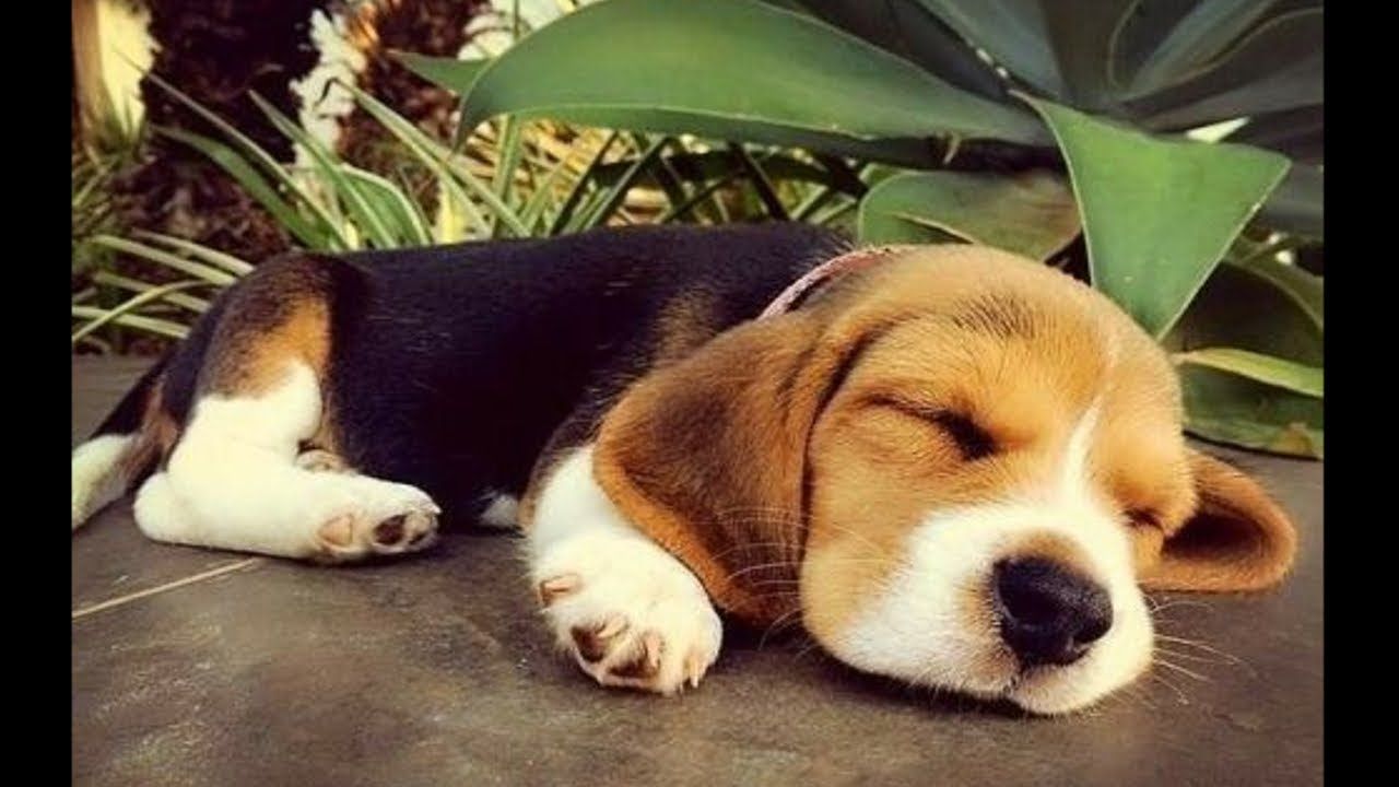 Funny And Cute Beagle Puppies Compilation Beagle Puppy