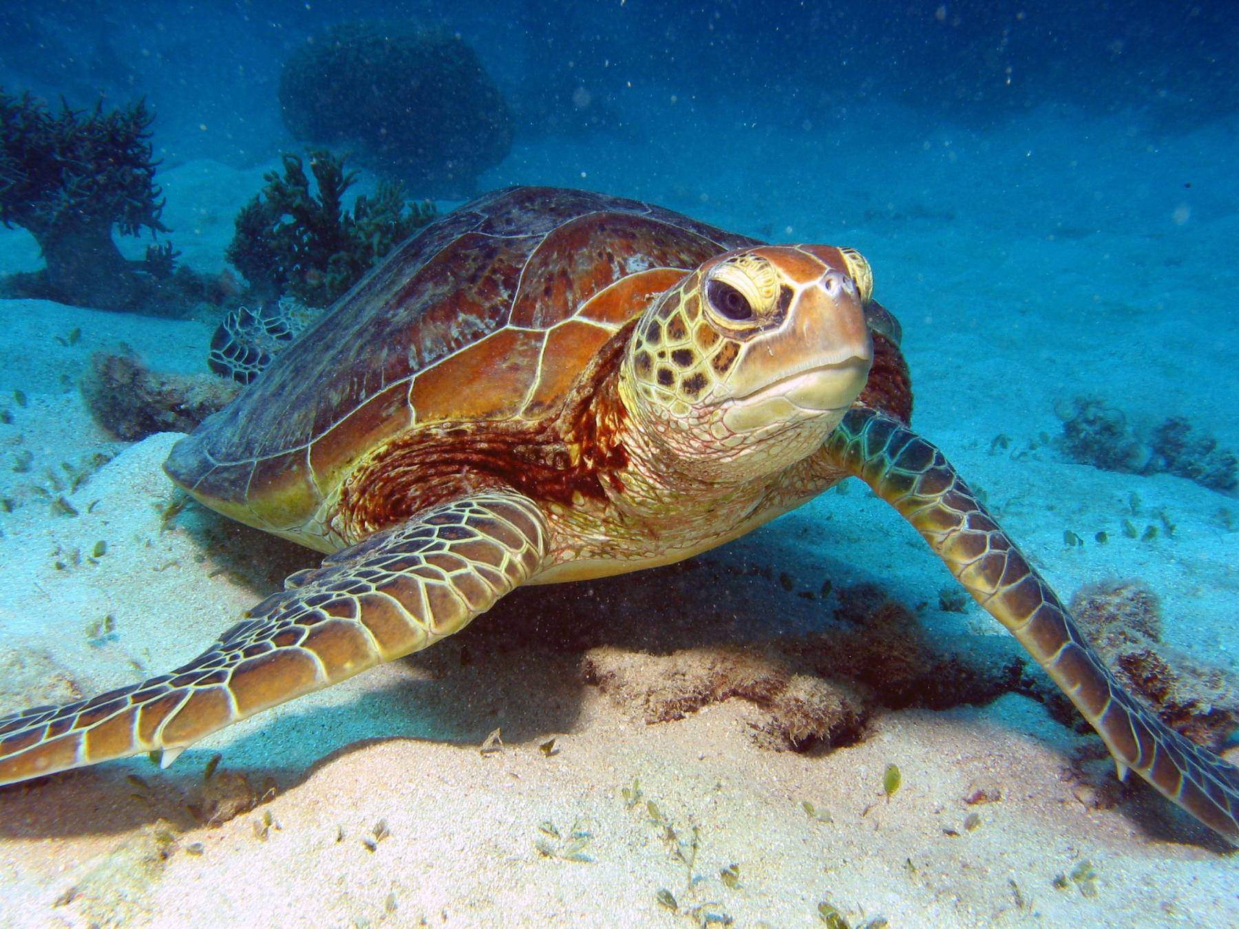 Australia, Oceania, Great Barrier Reef Sea Turtle