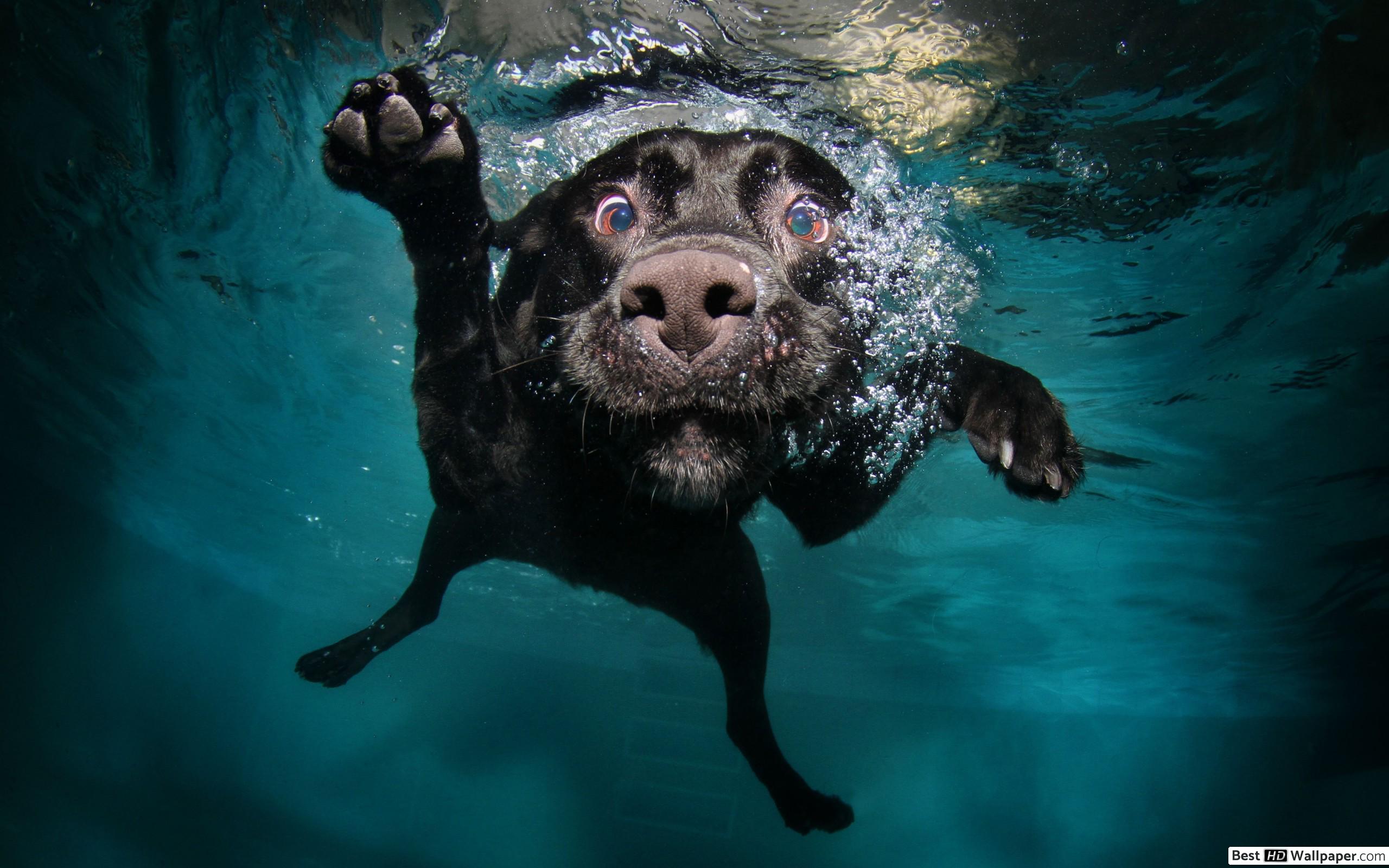 Underwater paddling dog HD wallpaper download