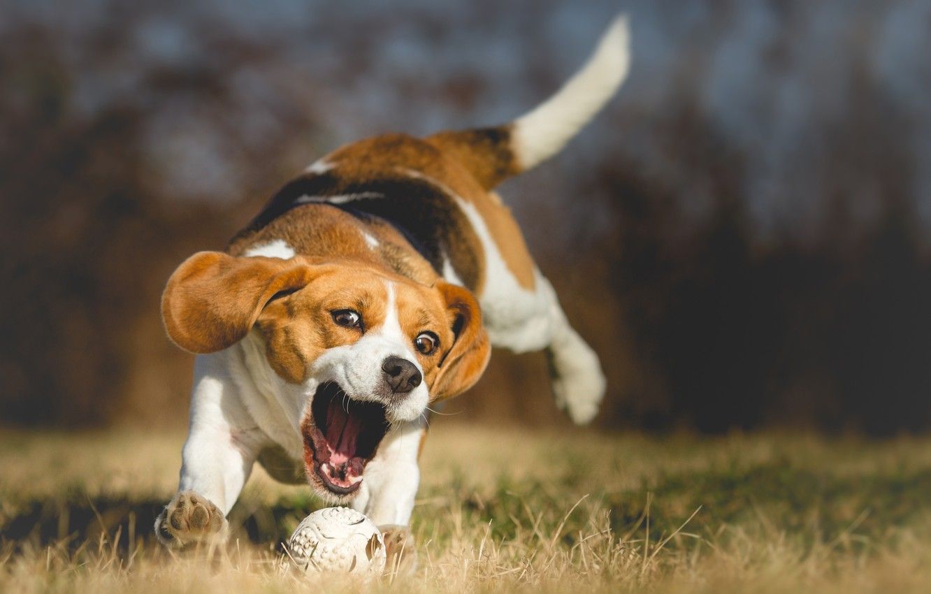 Baby Beagles Wallpapers - Wallpaper Cave