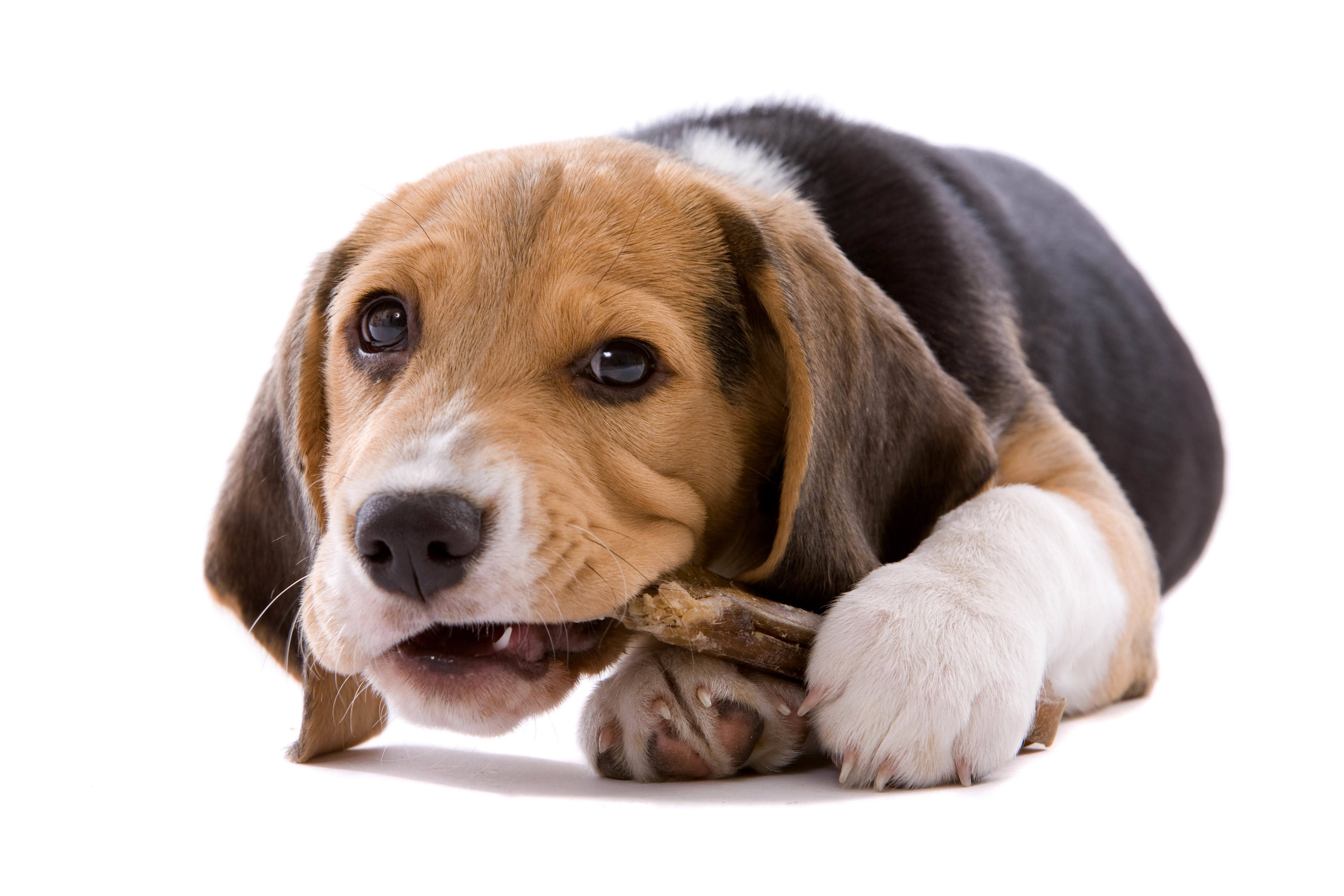 Free download Wallpaper puppy dog beagle white background baby