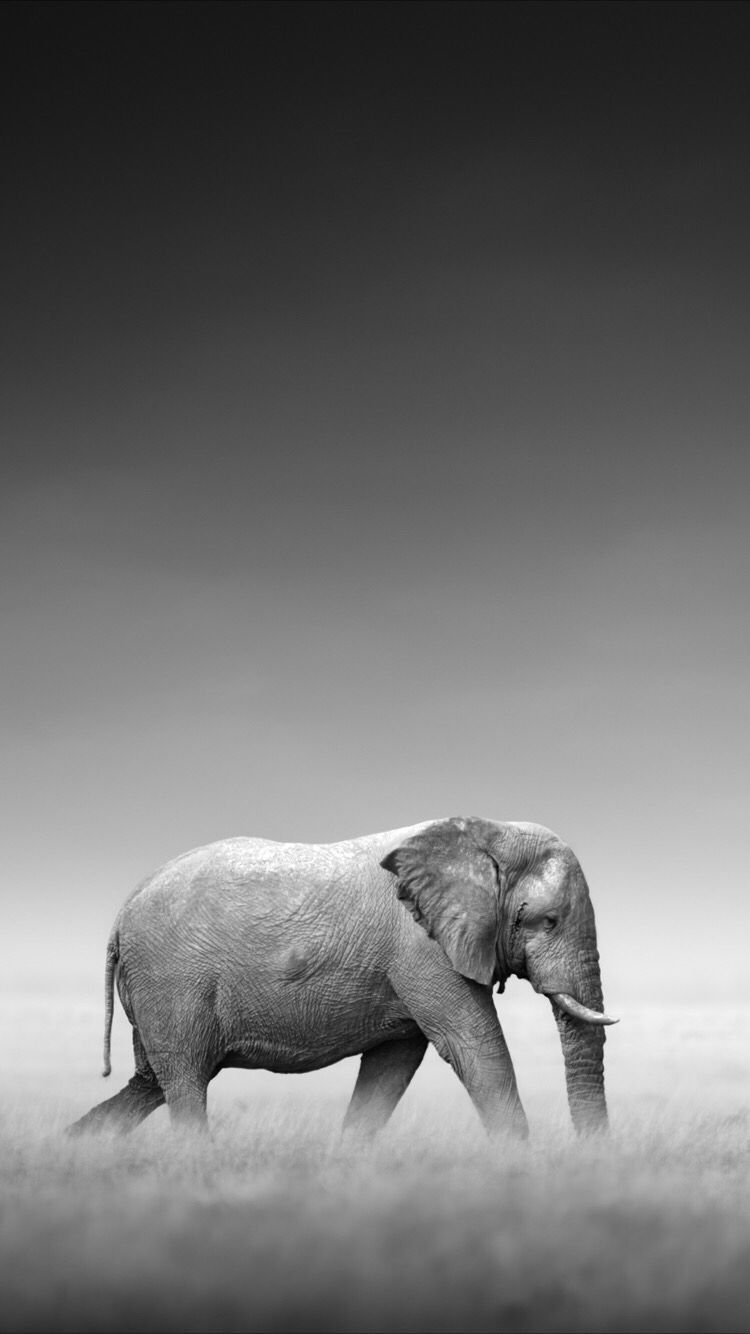 Wild elephant wallpaper for your iPhone 8 Plus from Everpix