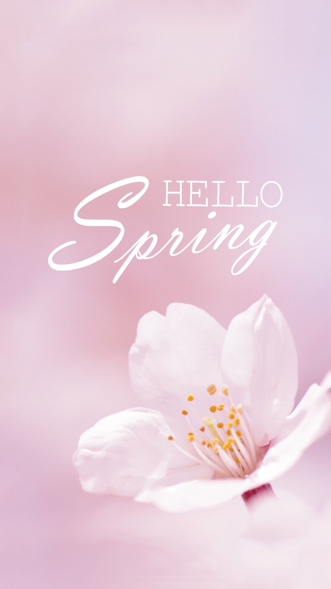 hello spring wallpaper