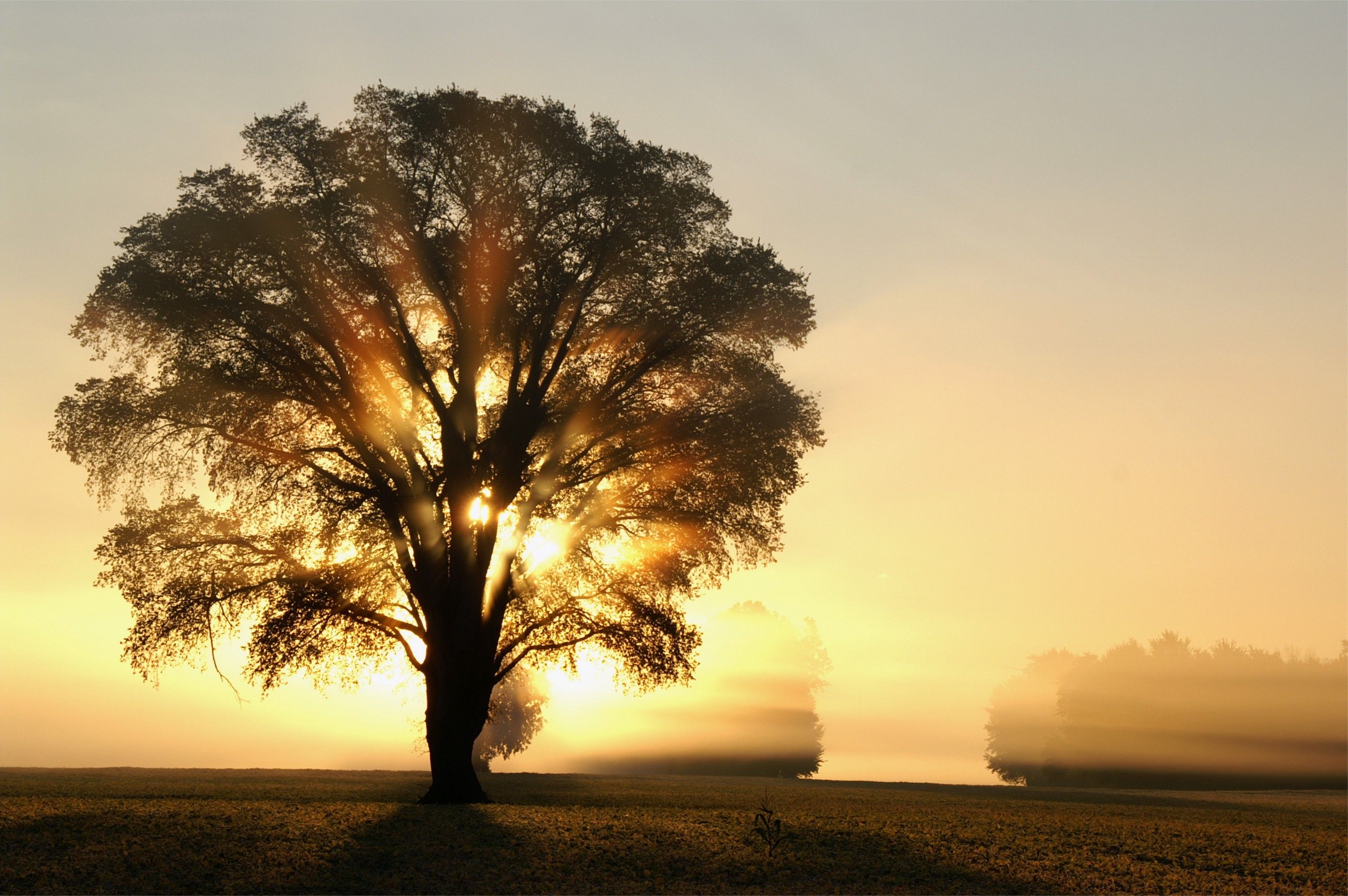 Sun Dawn Fog Light Rays Wallpaper Shining Through Tree, HD