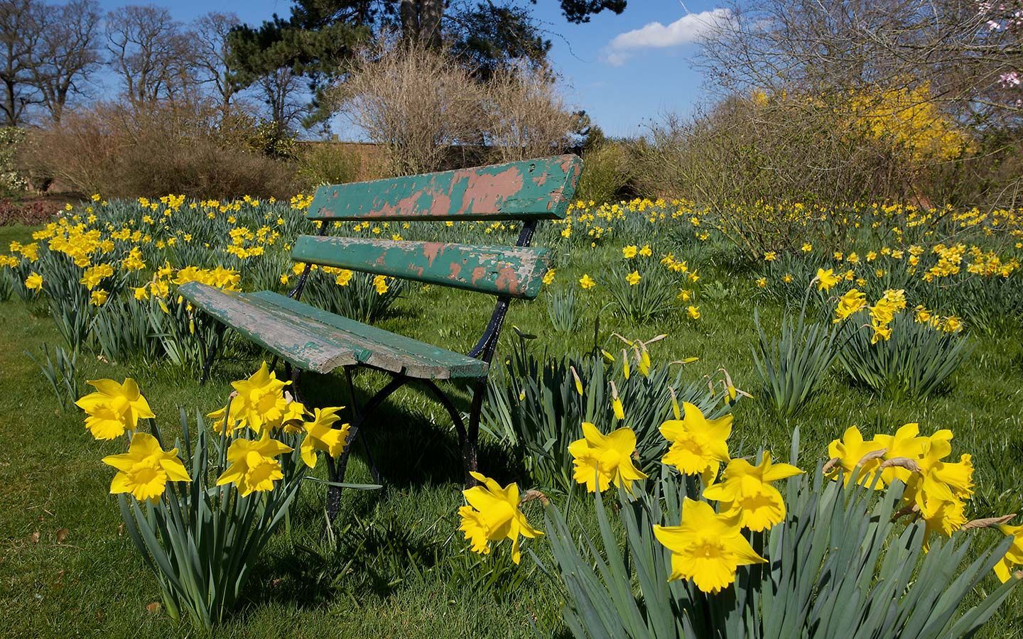I believe I could sit for hours on this bench in the middle of all those buttercups. Daffodil gardening, Landscape wallpaper, Spring wallpaper