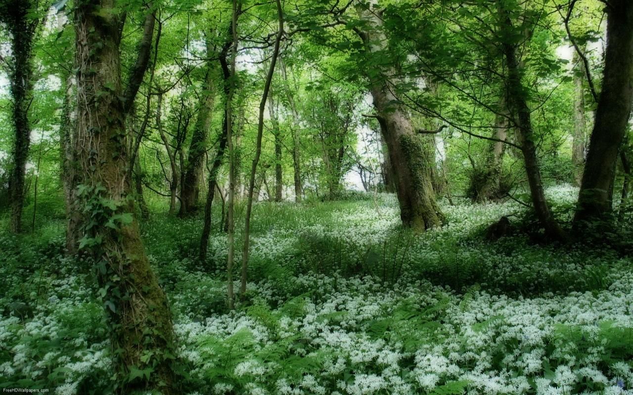 Irish Scenery Wallpaper. Beautiful forest, Irish landscape, Spring wallpaper