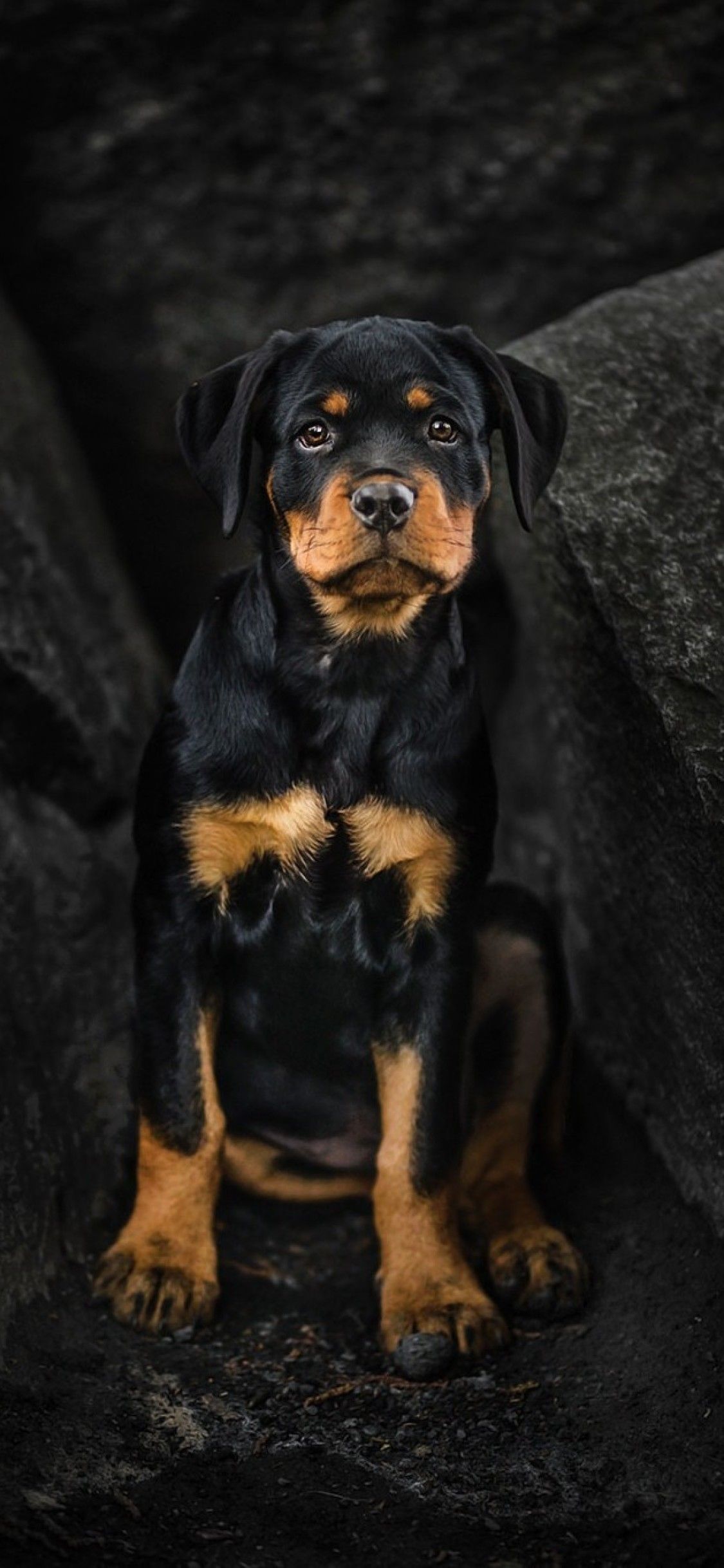 Rottweiler Puppy iPhone XS, iPhone iPhone X HD 4k