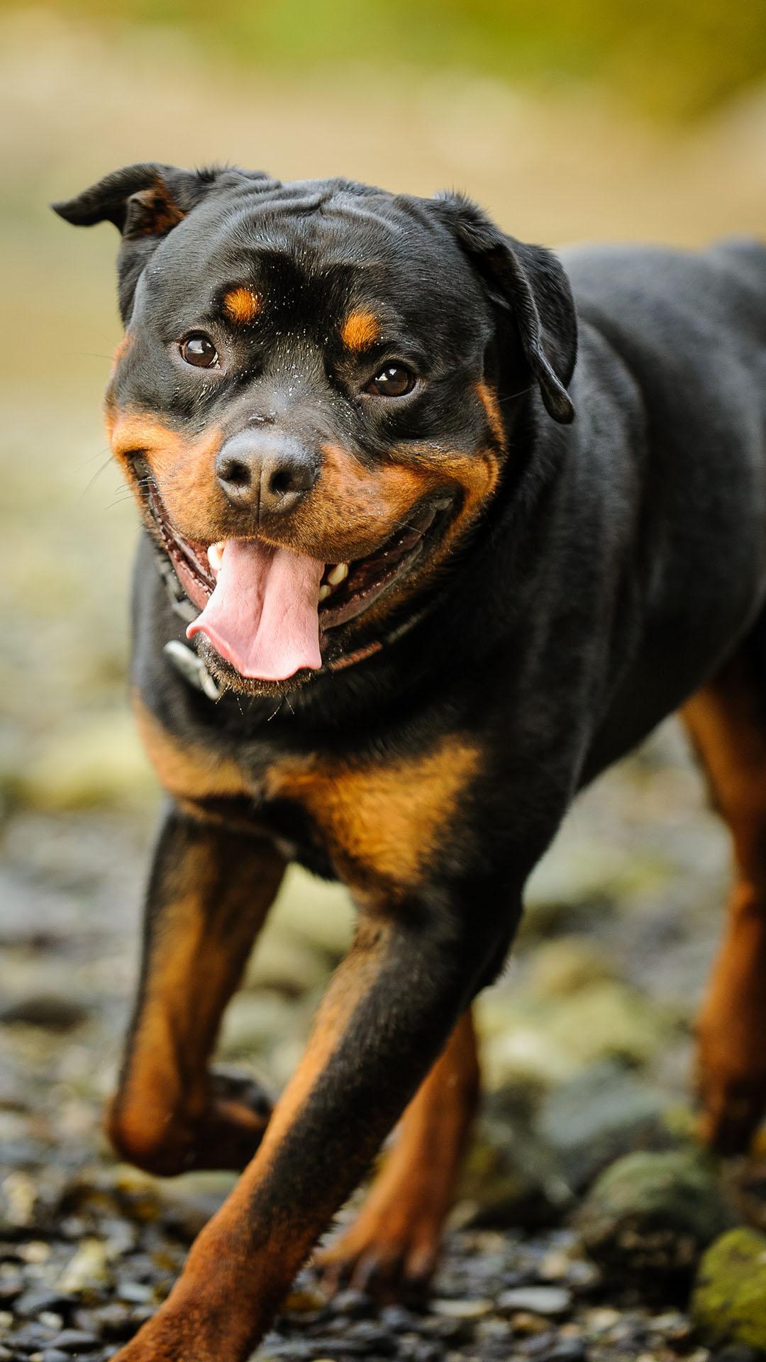 Rottweiler Wallpaper for Android