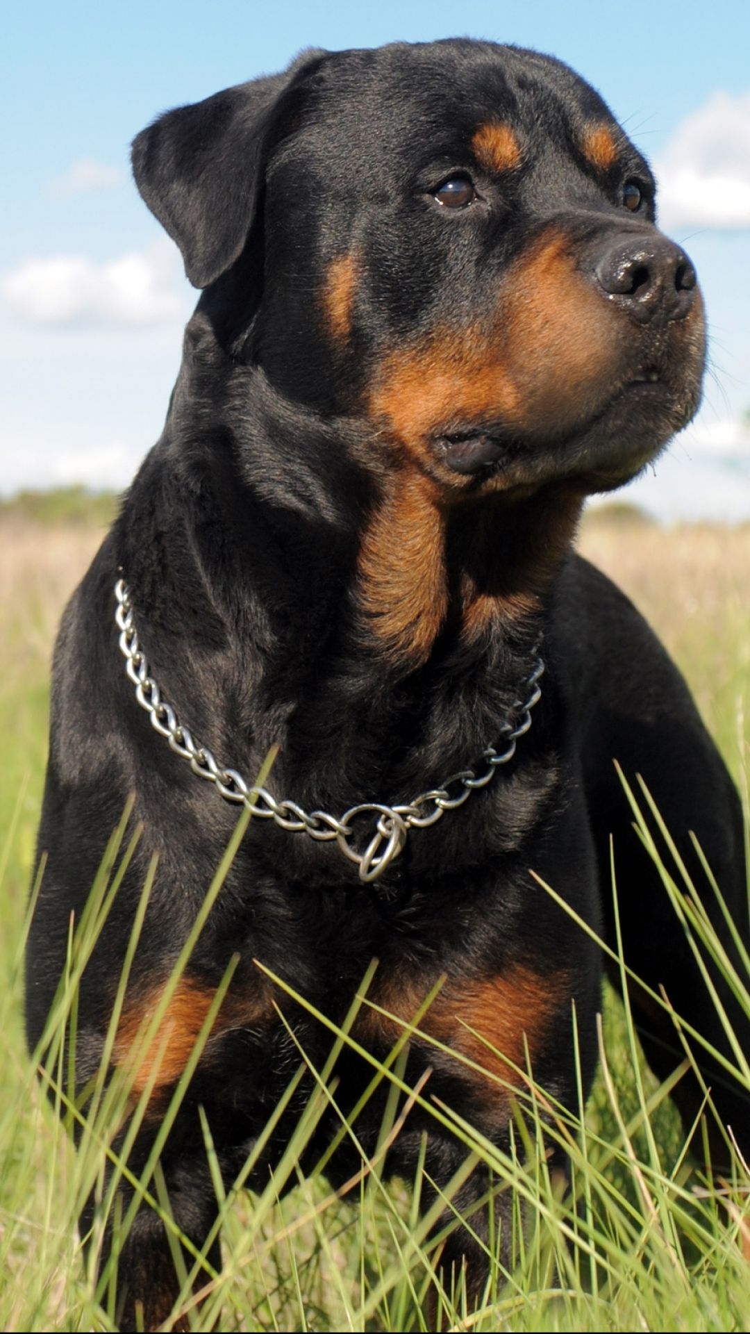 Rottweiler, iPhone, Desktop HD Background