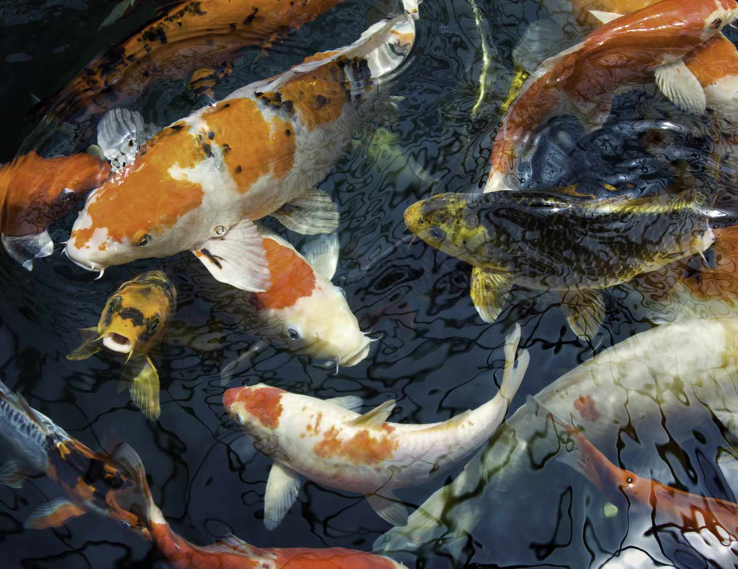 The Symbology of Fish in Feng Shui