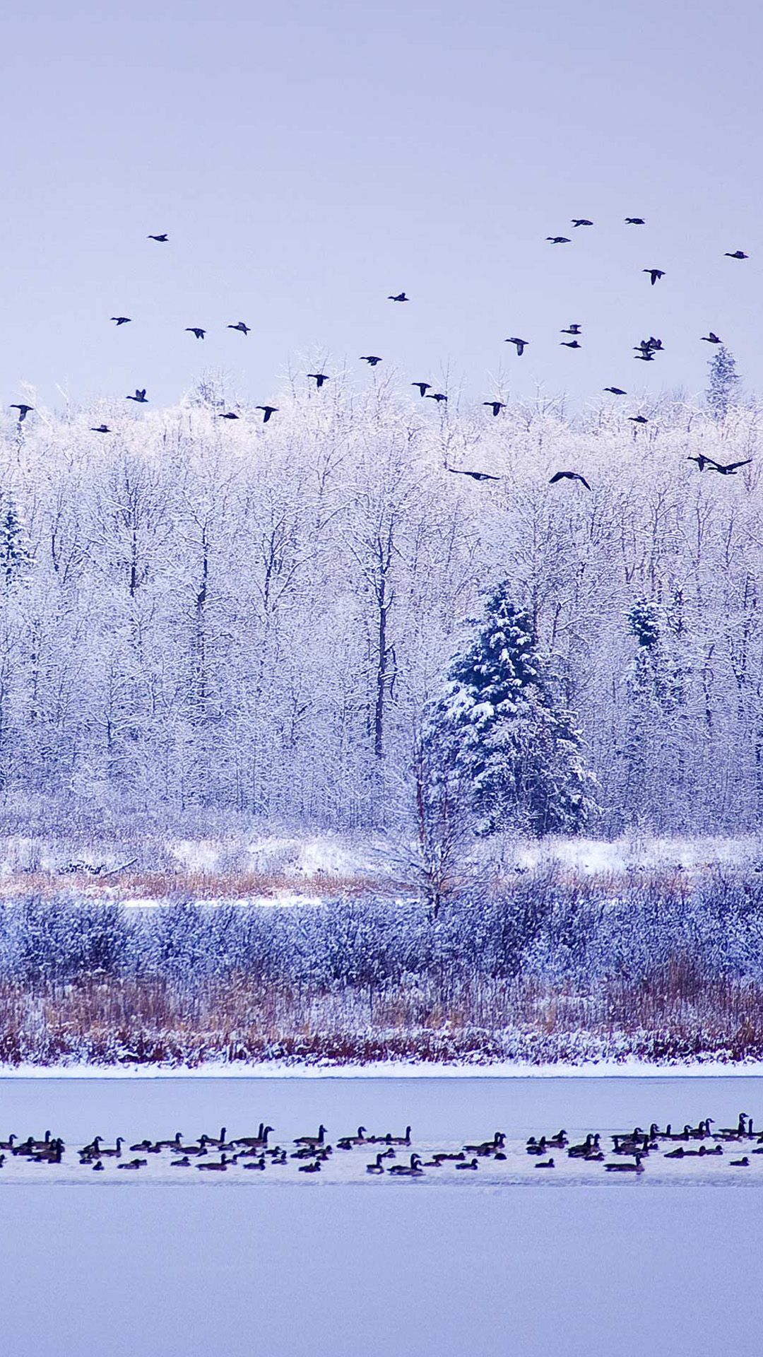 Winter River Migratory Birds #iPhone #plus #wallpaper. Nature