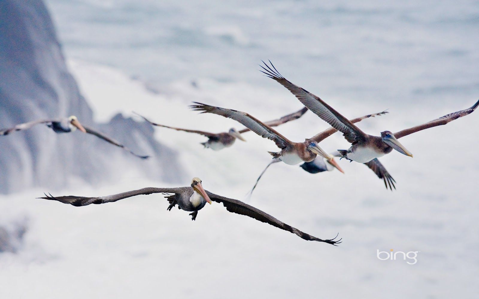 Bird Migration Wallpaper. Beautiful