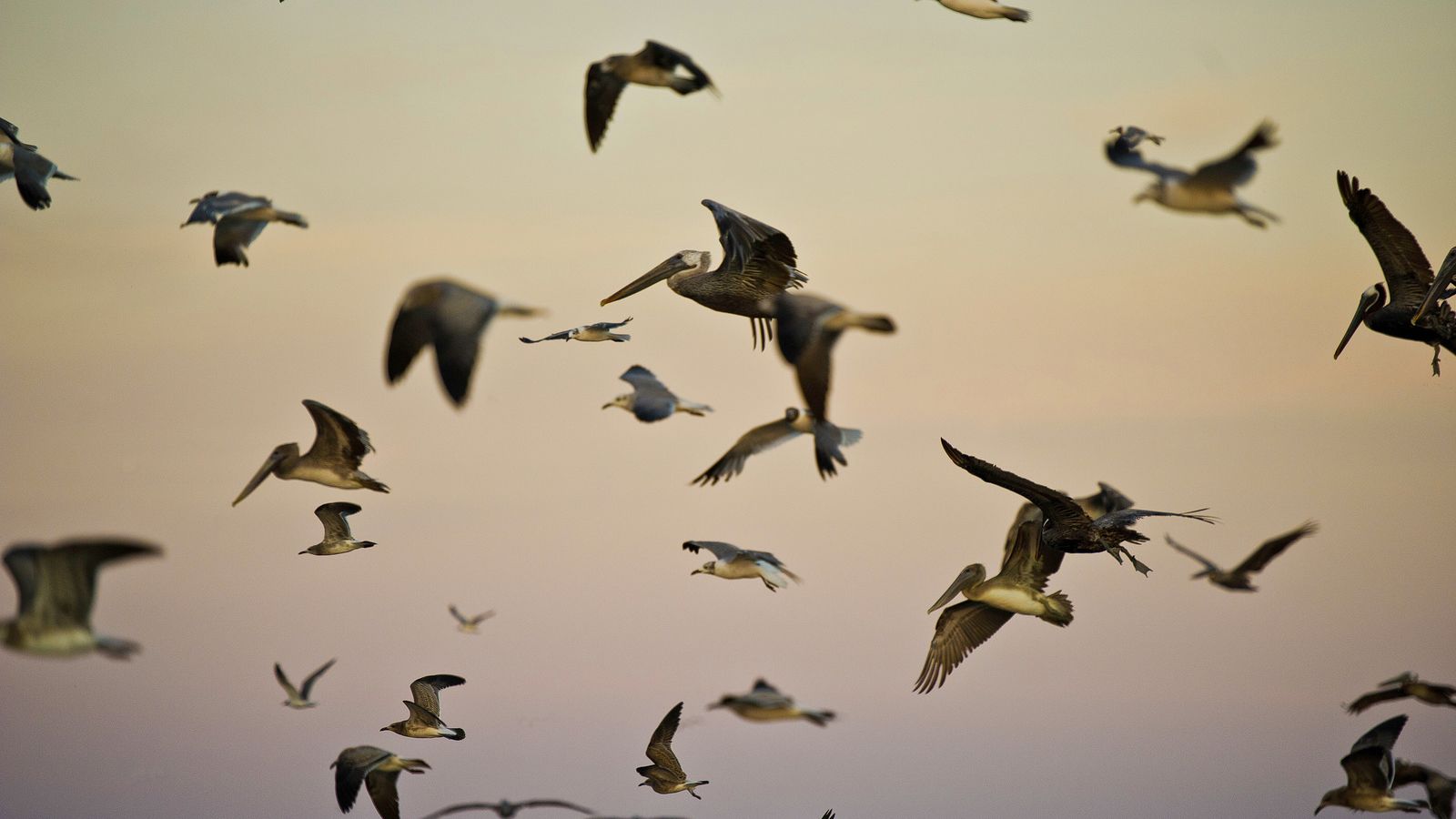 Migratory Birds Wallpapers - Wallpaper Cave