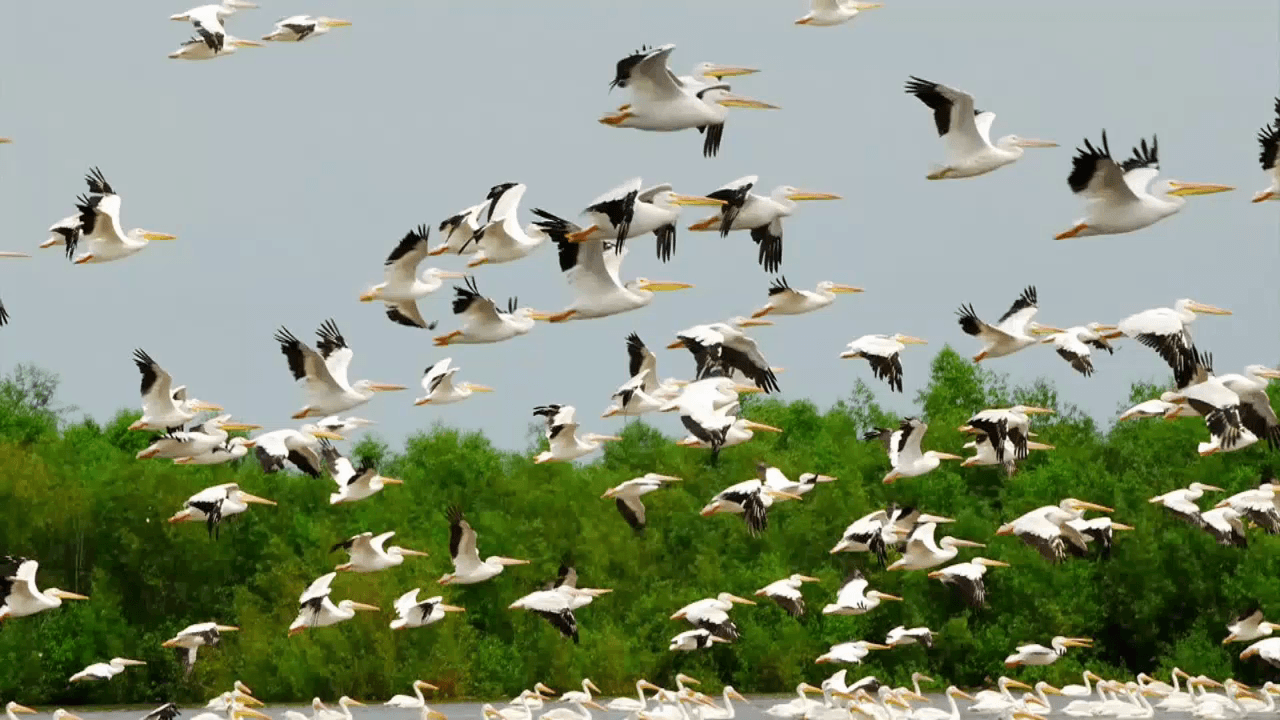 Migratory Birds Wallpapers - Wallpaper Cave