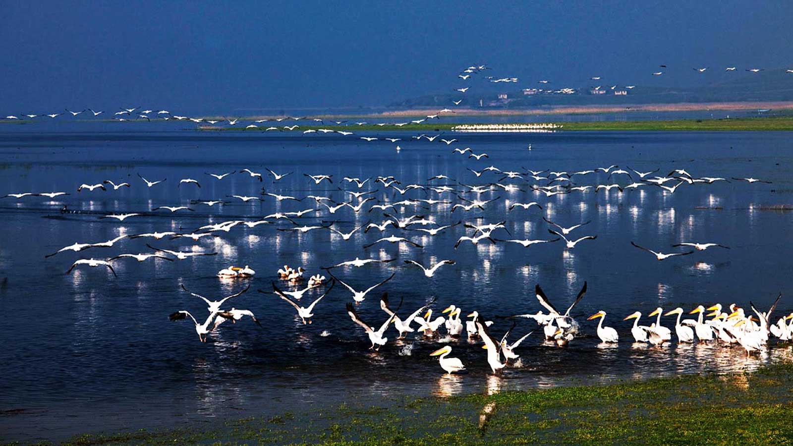 Migratory Birds of Turkey