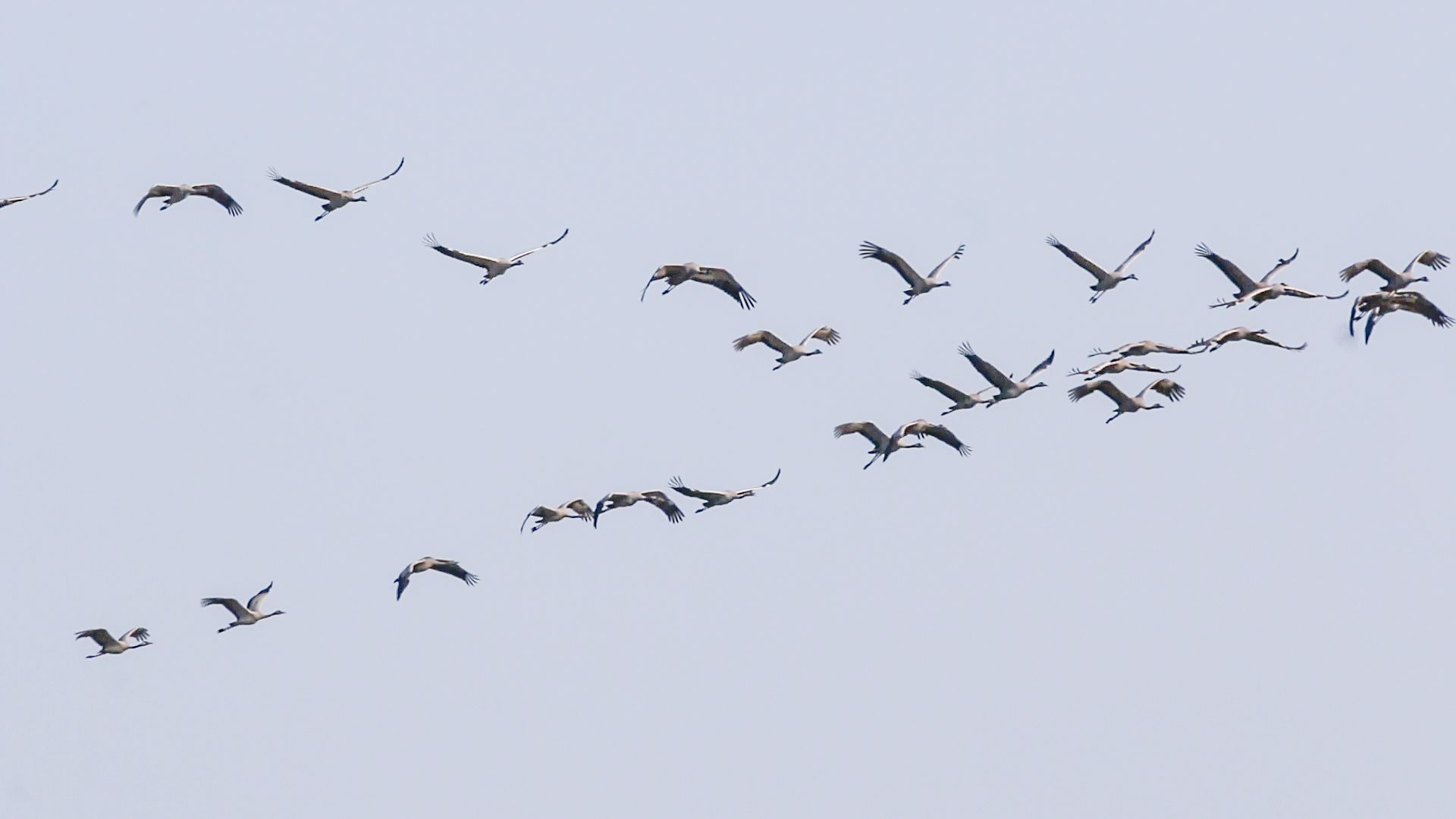 Soaring high: safeguarding migratory birds over Turkey