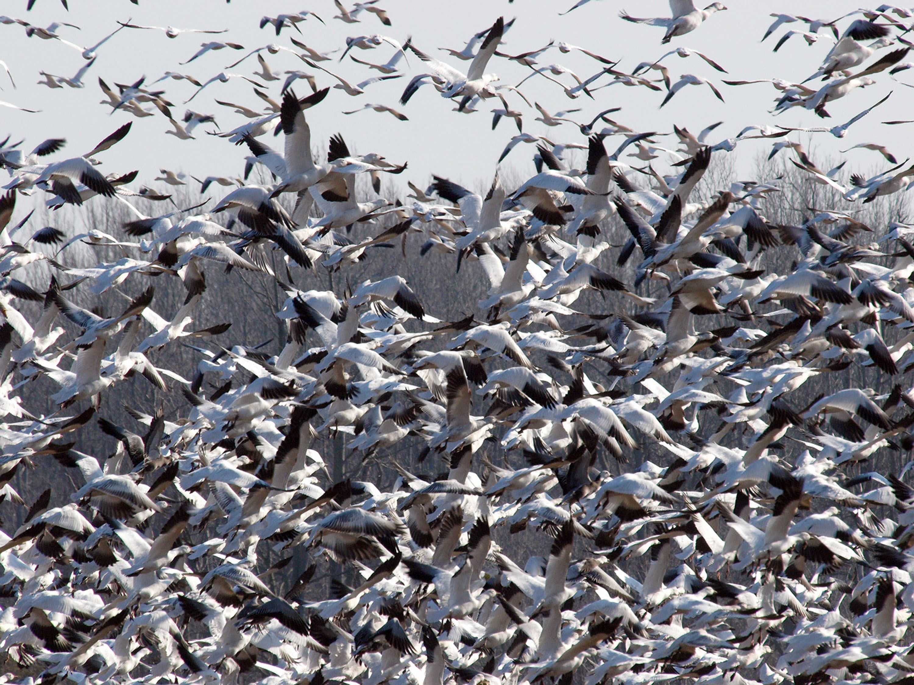 May is for Migration: 5 Billion Birds Wing Their Way North