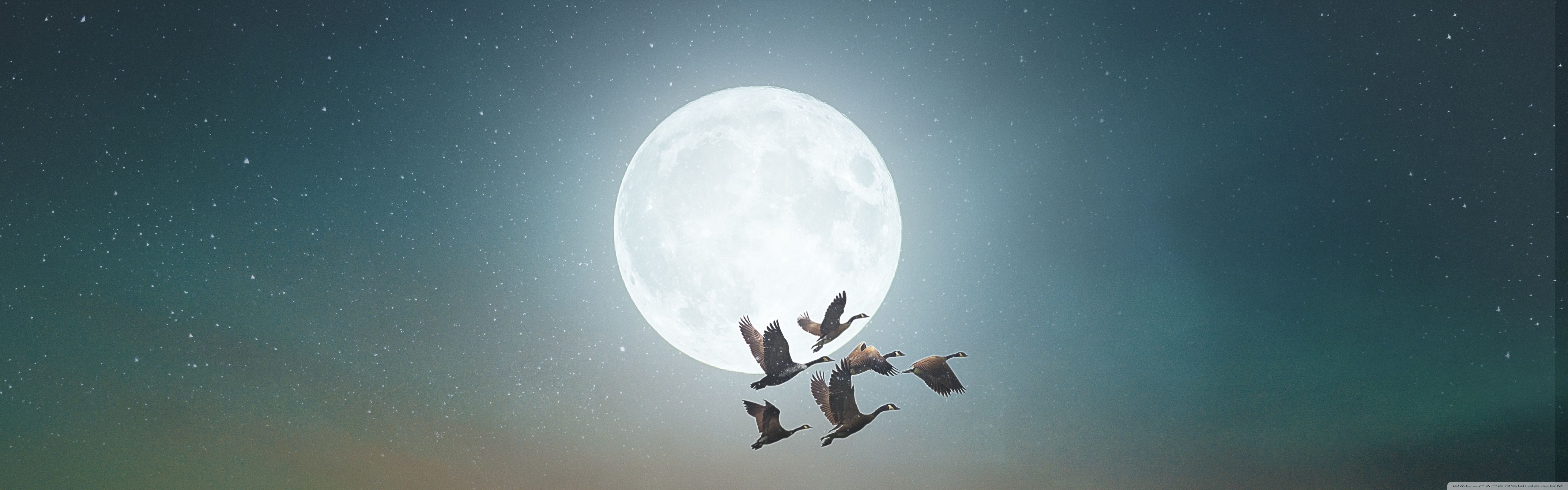 Nocturnal Migration of Birds, Full Moon Ultra HD Desktop