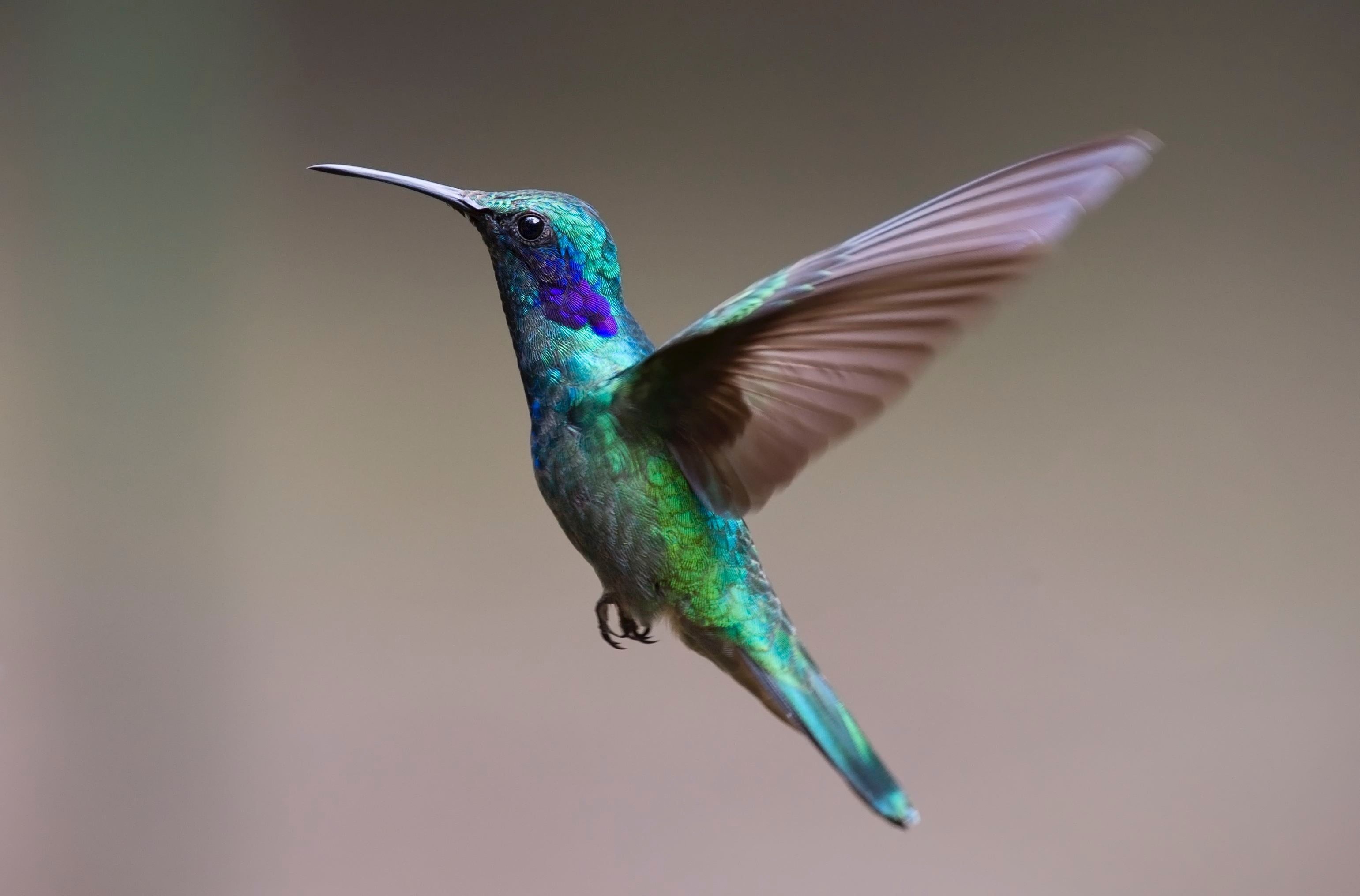 Green And Purple Hummingbird HD Wallpaper Birds With