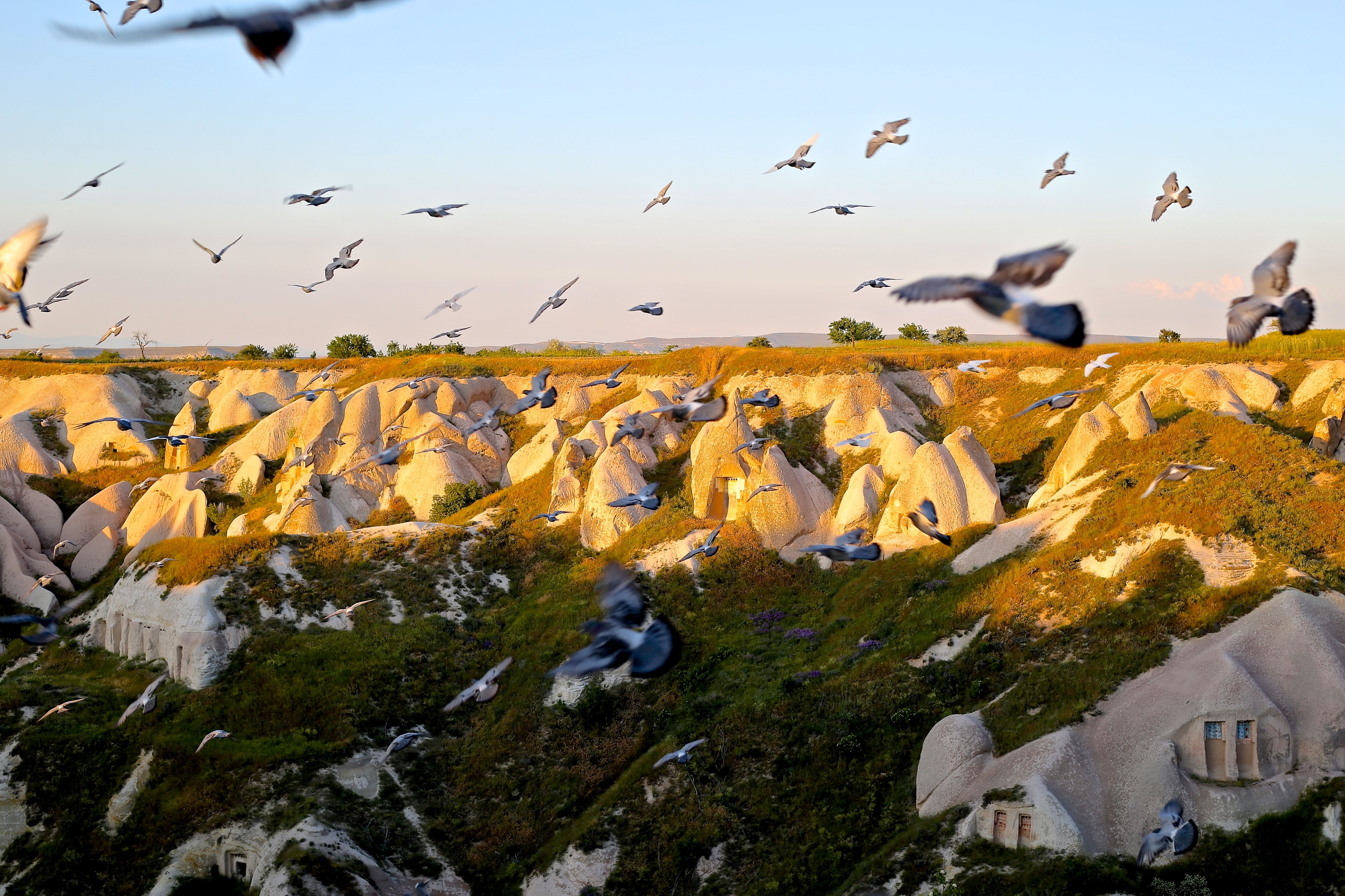 photo of migratory birds on rocks photo