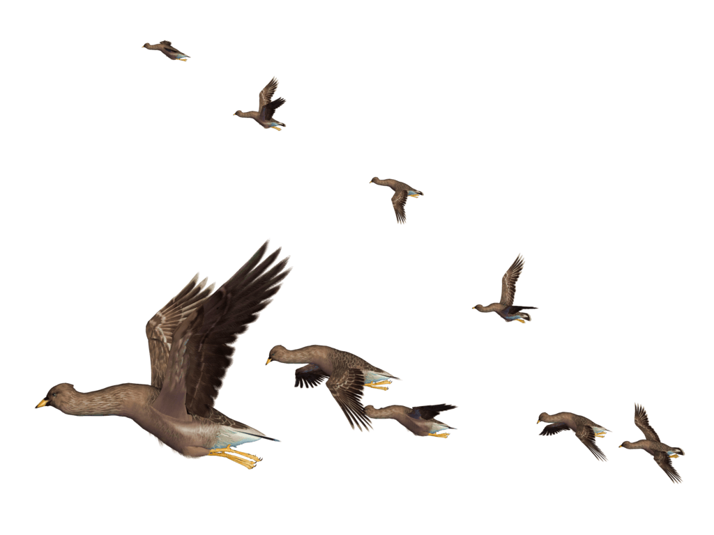 Migrating Birds Clipart