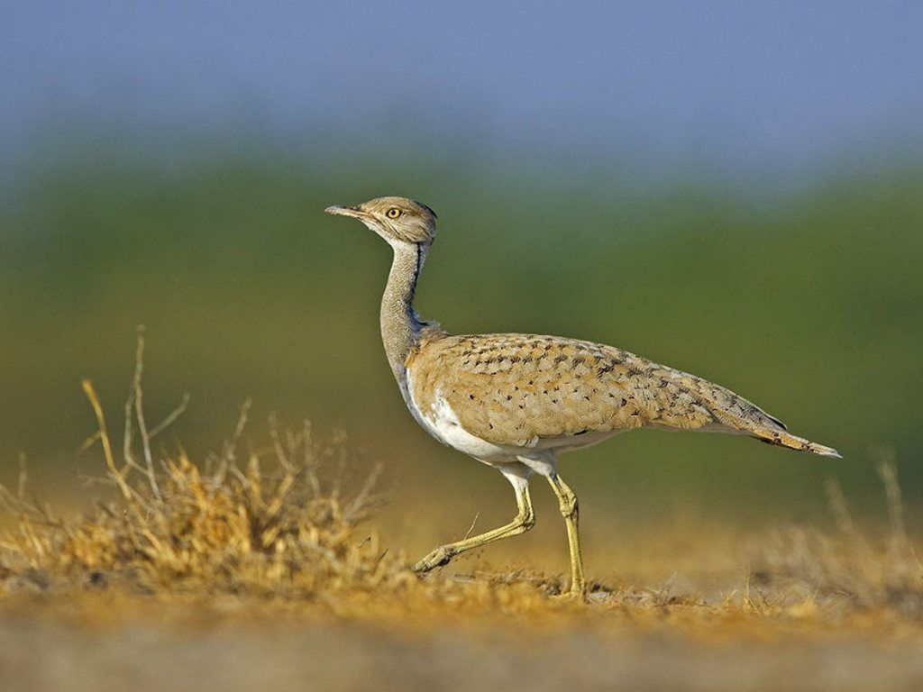 Migratory Birds You Should Travel for in India. Nat Geo
