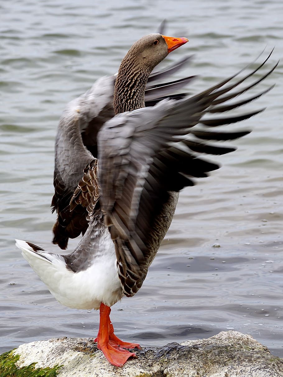 HD wallpaper: white and gray duck, wild goose, bird, water bird