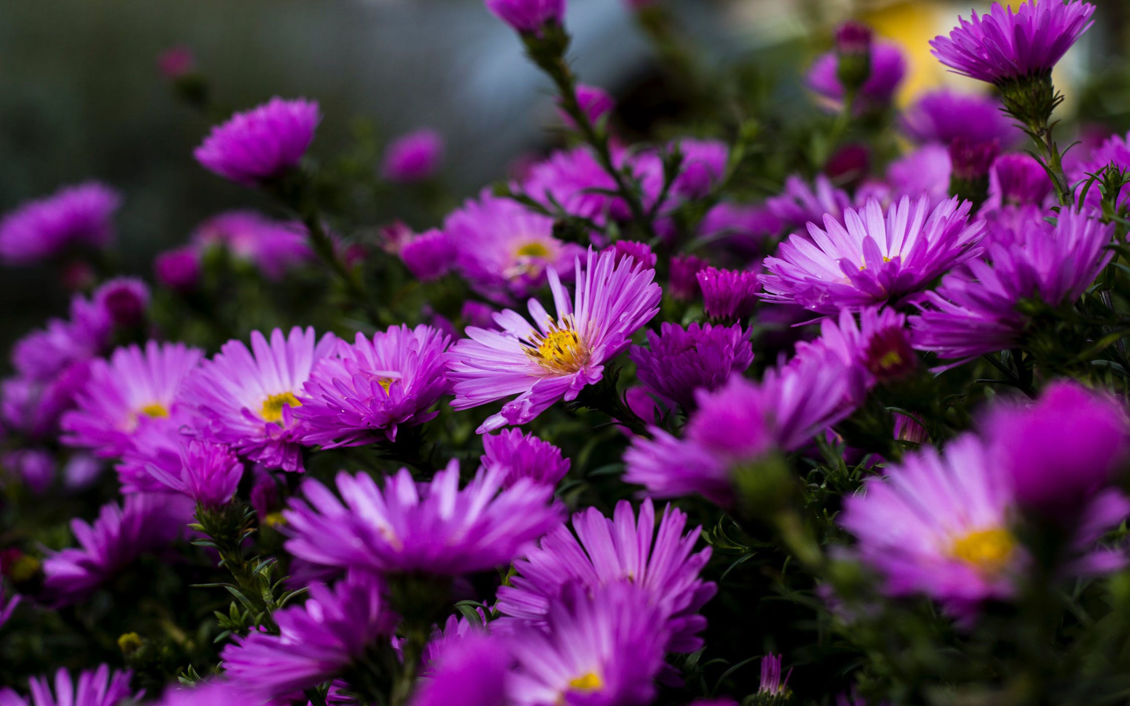 Garden Plants Blossoming On Purple Aster Flowers Summer 4k Ultra
