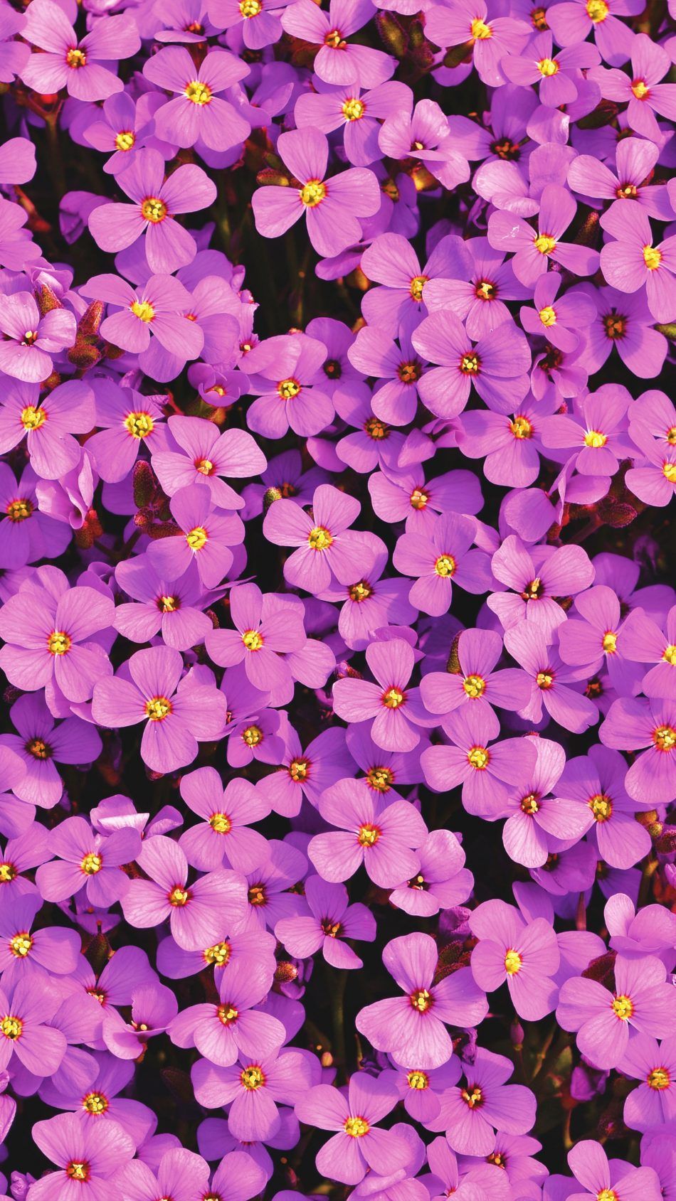 Purple Aubrieta Flowers. Flowers, Flower wallpaper, Beautiful flowers