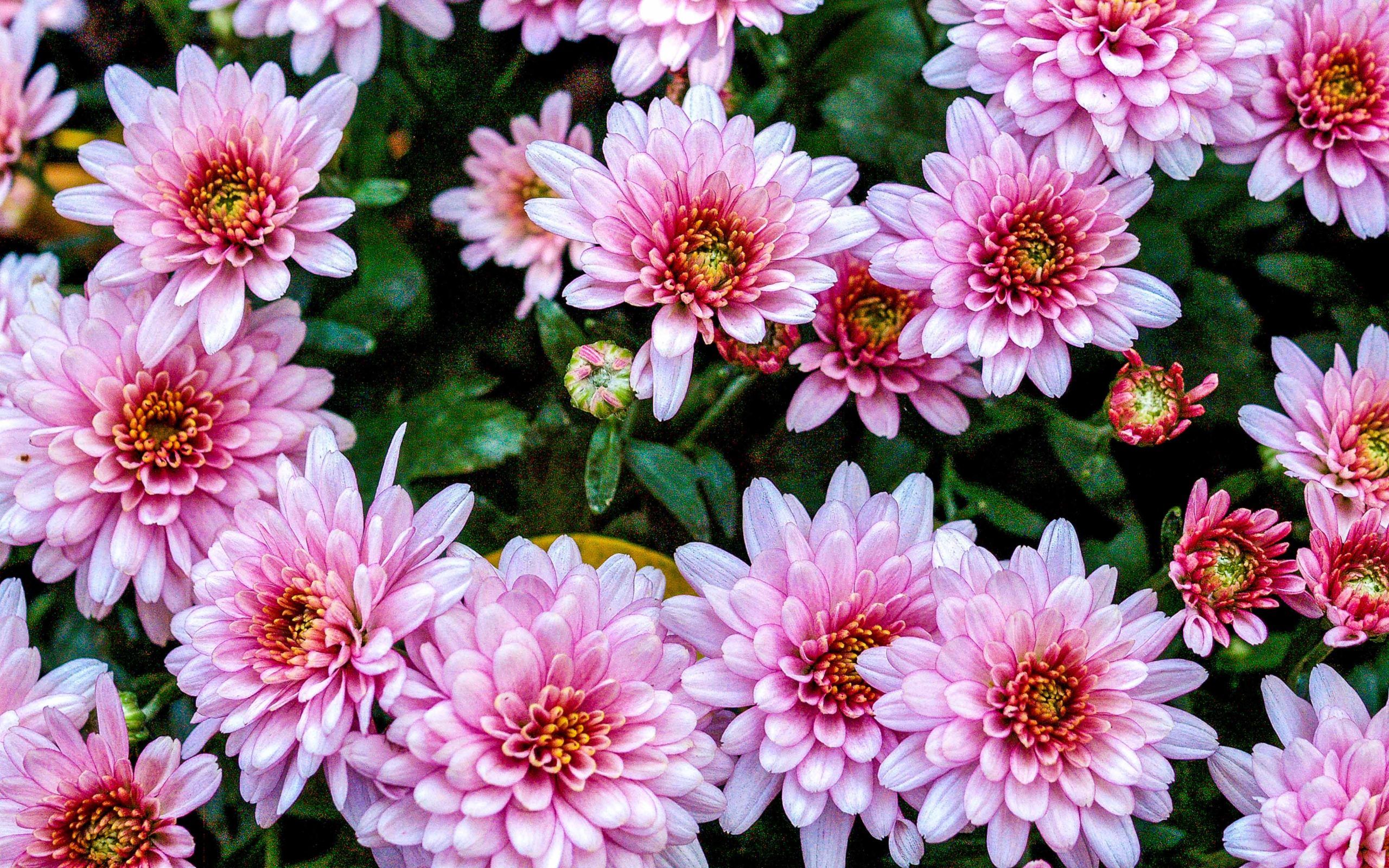 Chrysanthemum Pink Flowers Ultra HD Wallpaper For Desktop Mobile
