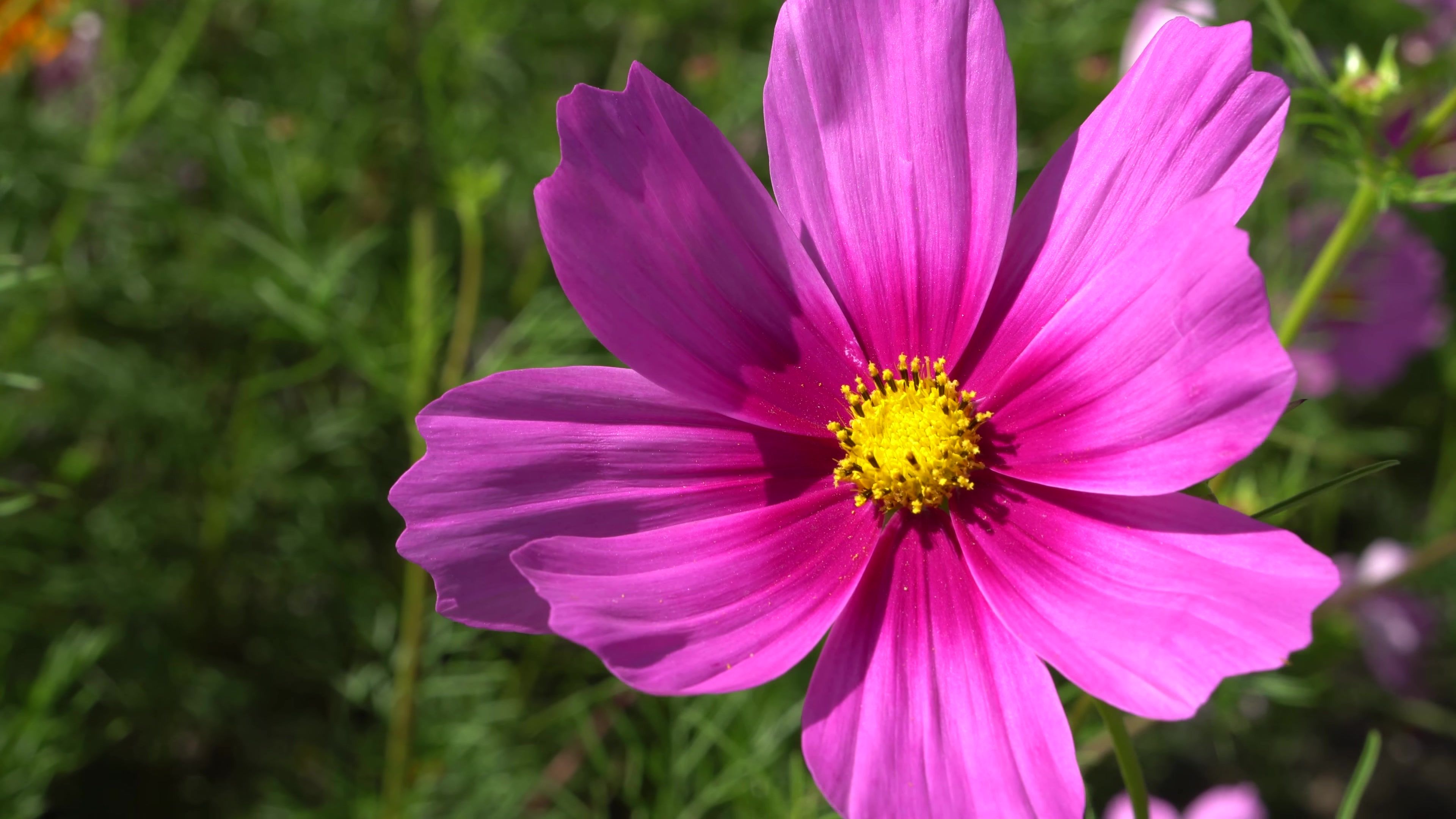 Purple Cosmos Flower 4K Ultra HD Wallpaper, Photo, Picture or