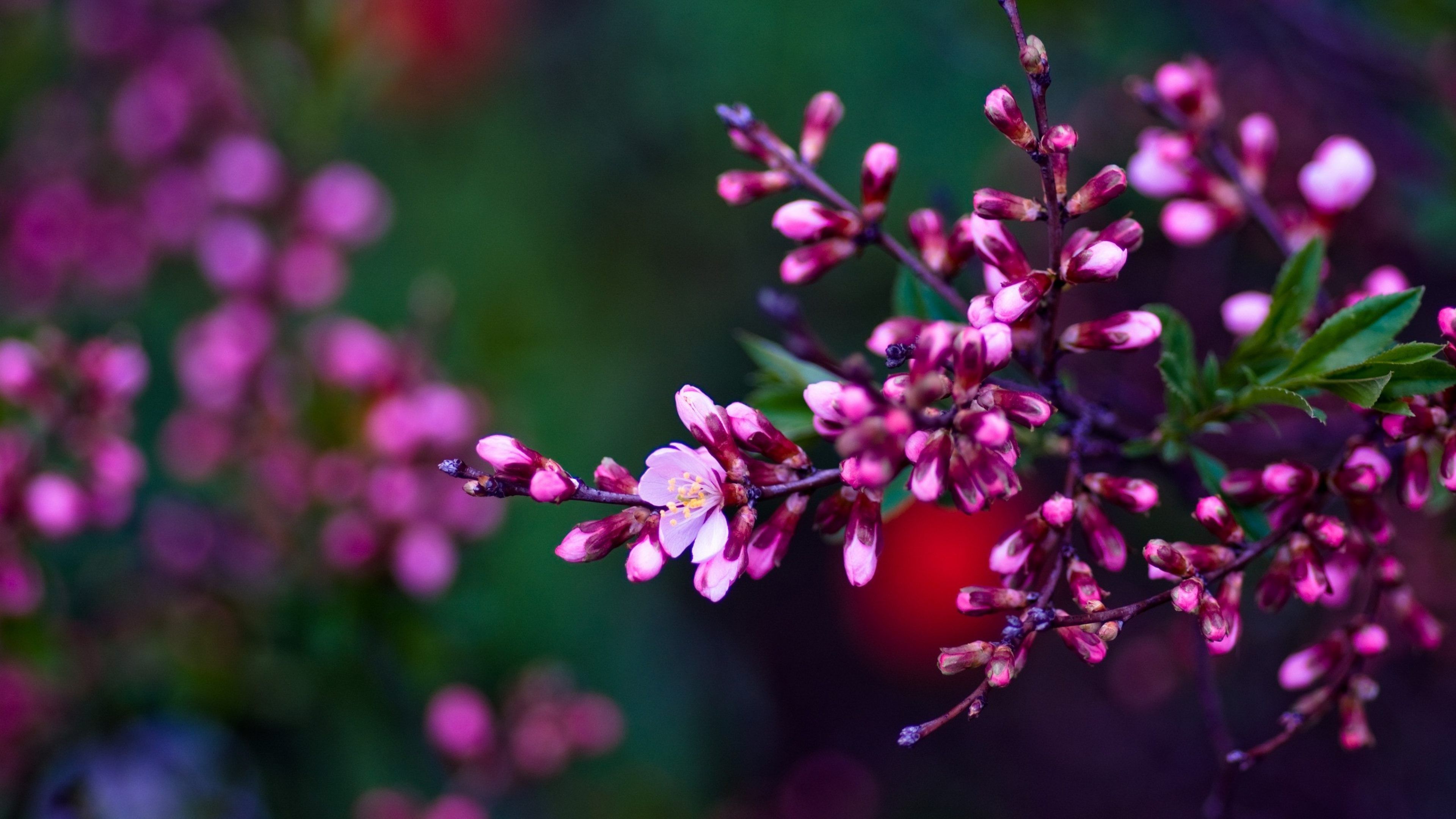 Small Flowers HD image