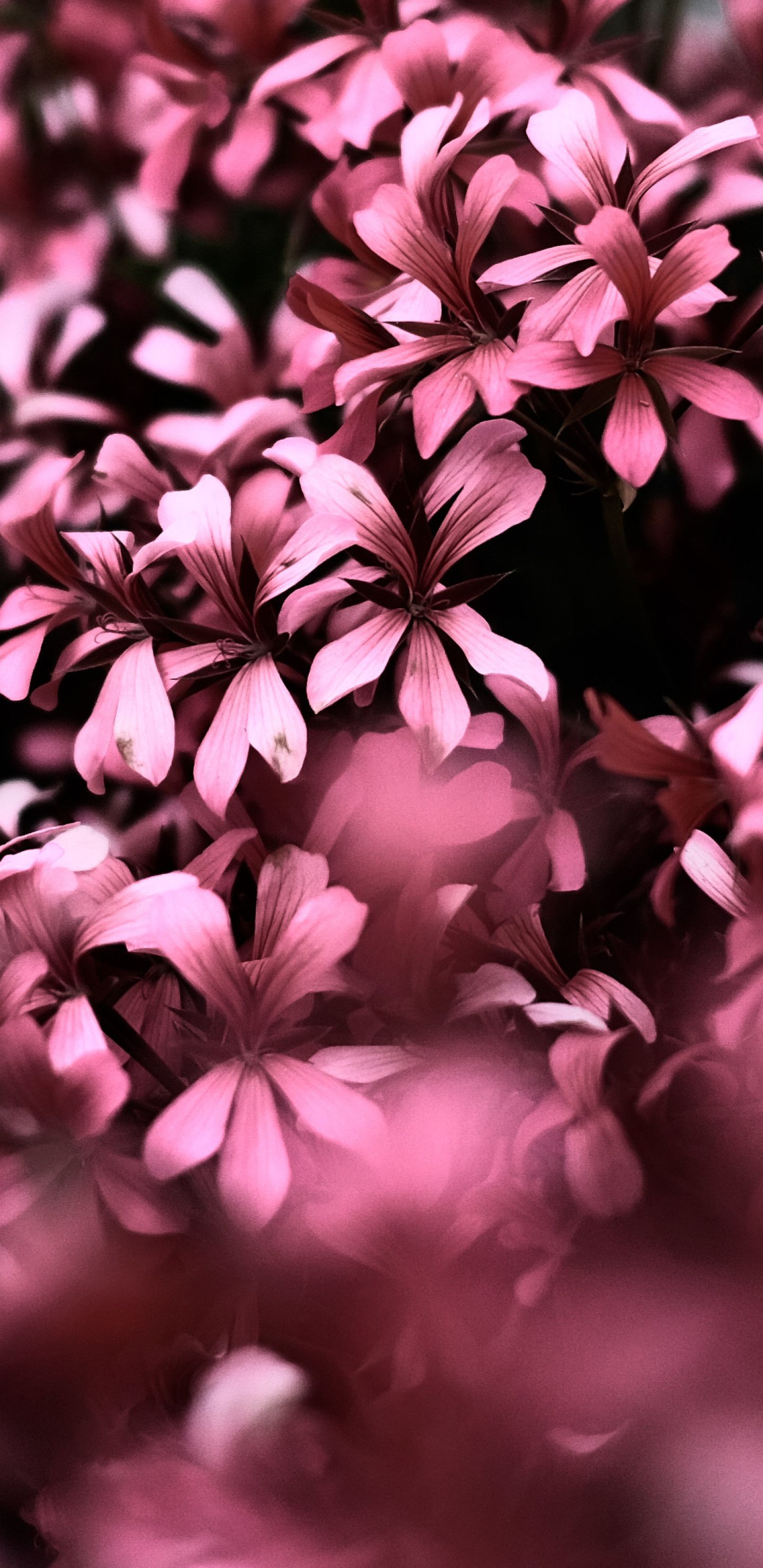 Pink Flowers Ultra HD Blur 4k Samsung Galaxy Note 8
