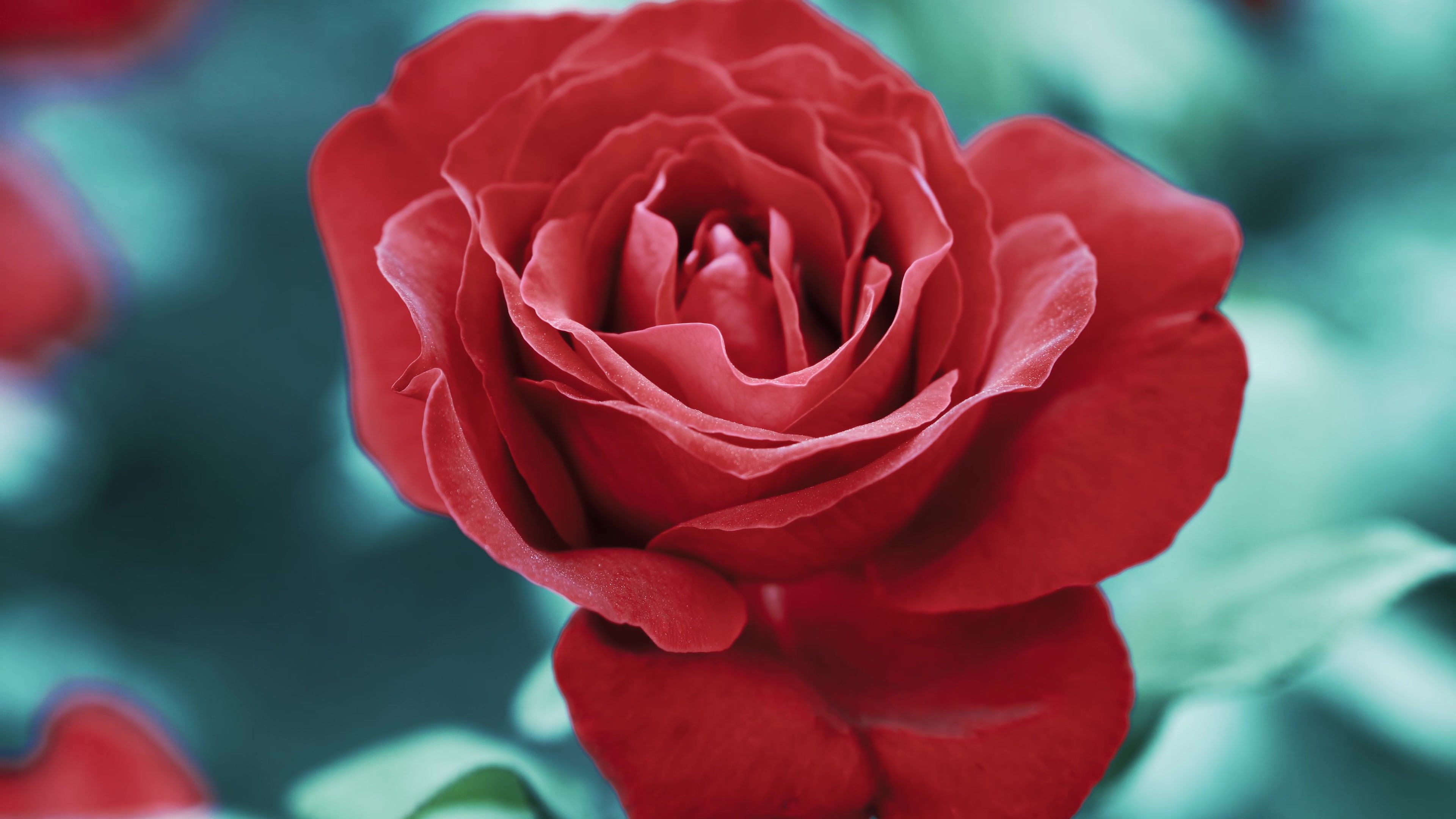 Red Rose Flower 4K Ultra HD Wallpaper, Photo, Picture or Image