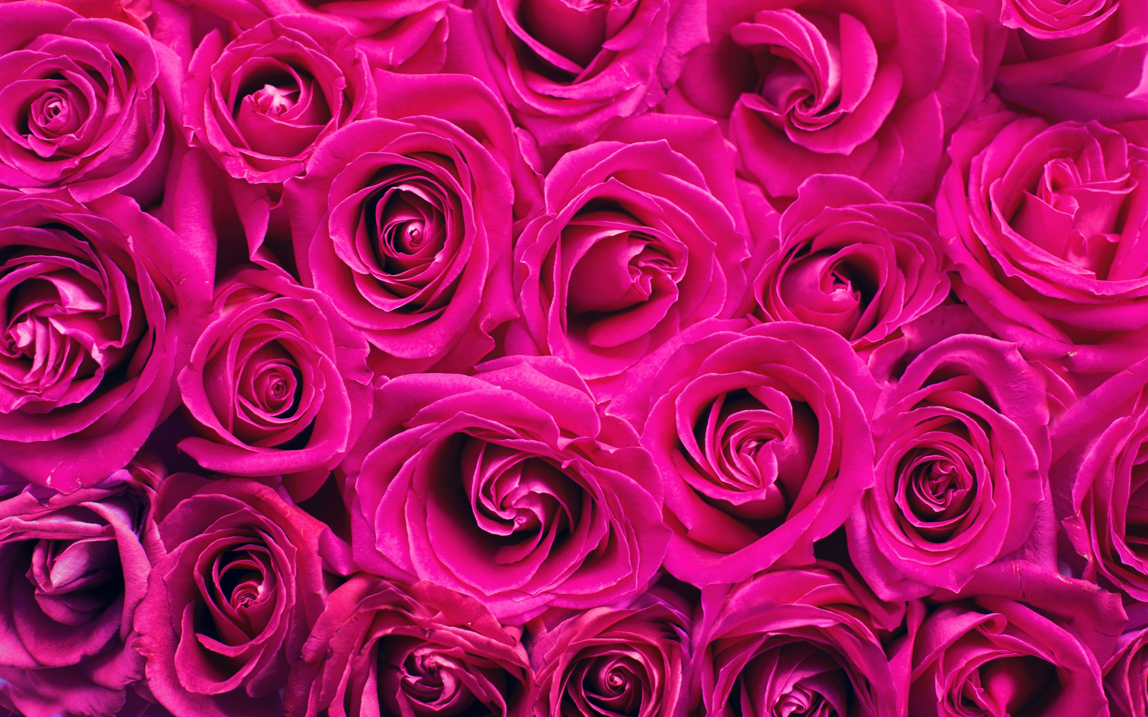 Download wallpaper 3840x2400 roses, bouquet, pink, buds, flowers