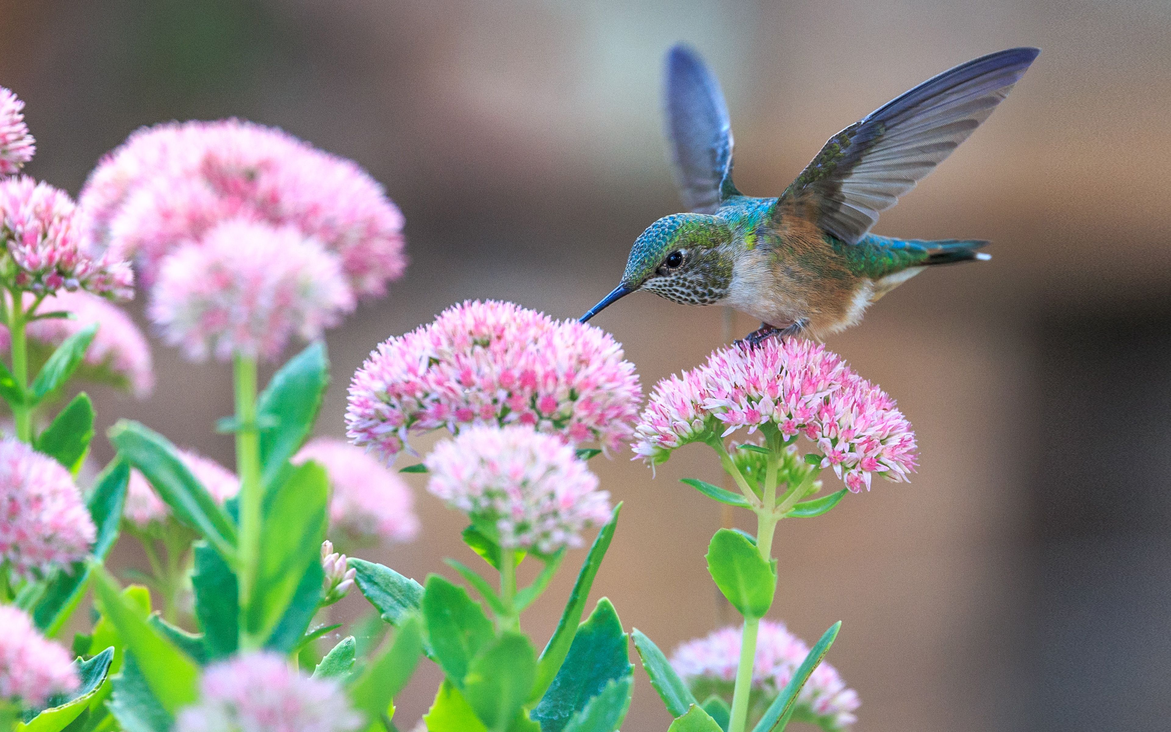 Hummingbirds And Pink Flowers 4k Ultra HD Wallpaper For Desktop