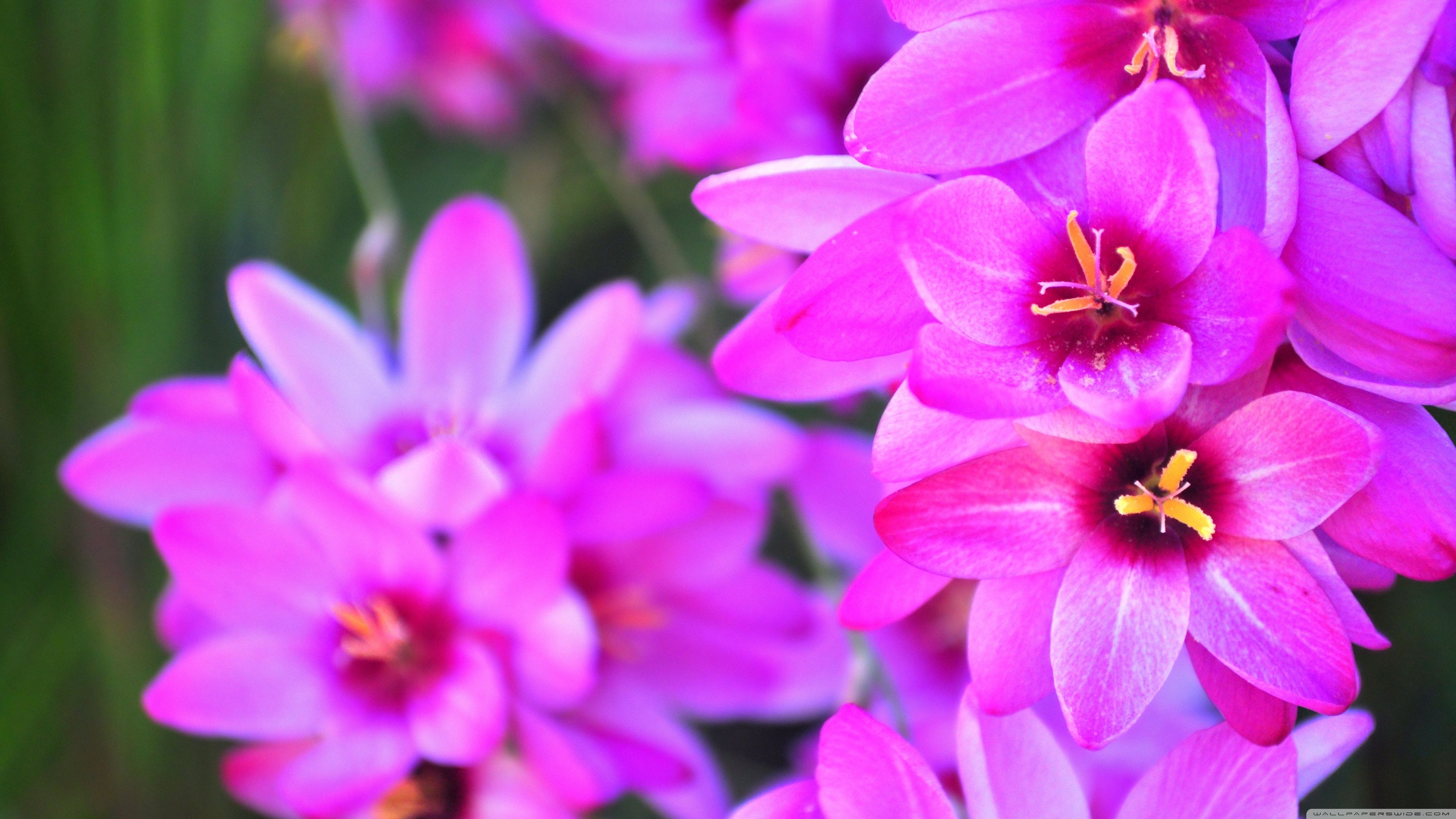Vibrant Flowers Ultra HD Desktop Background Wallpaper for 4K UHD