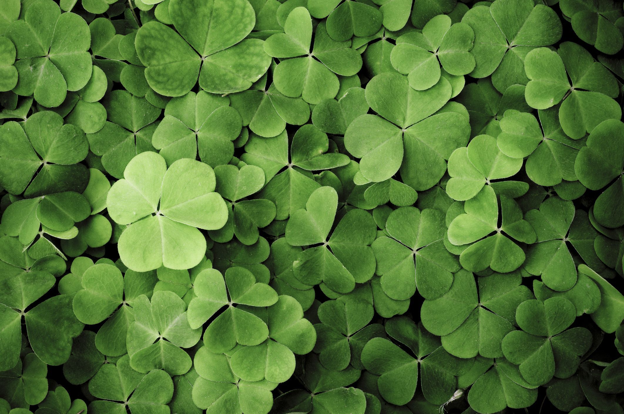 Best St. Patrick's Day Quotes St. Patrick's Day Sayings
