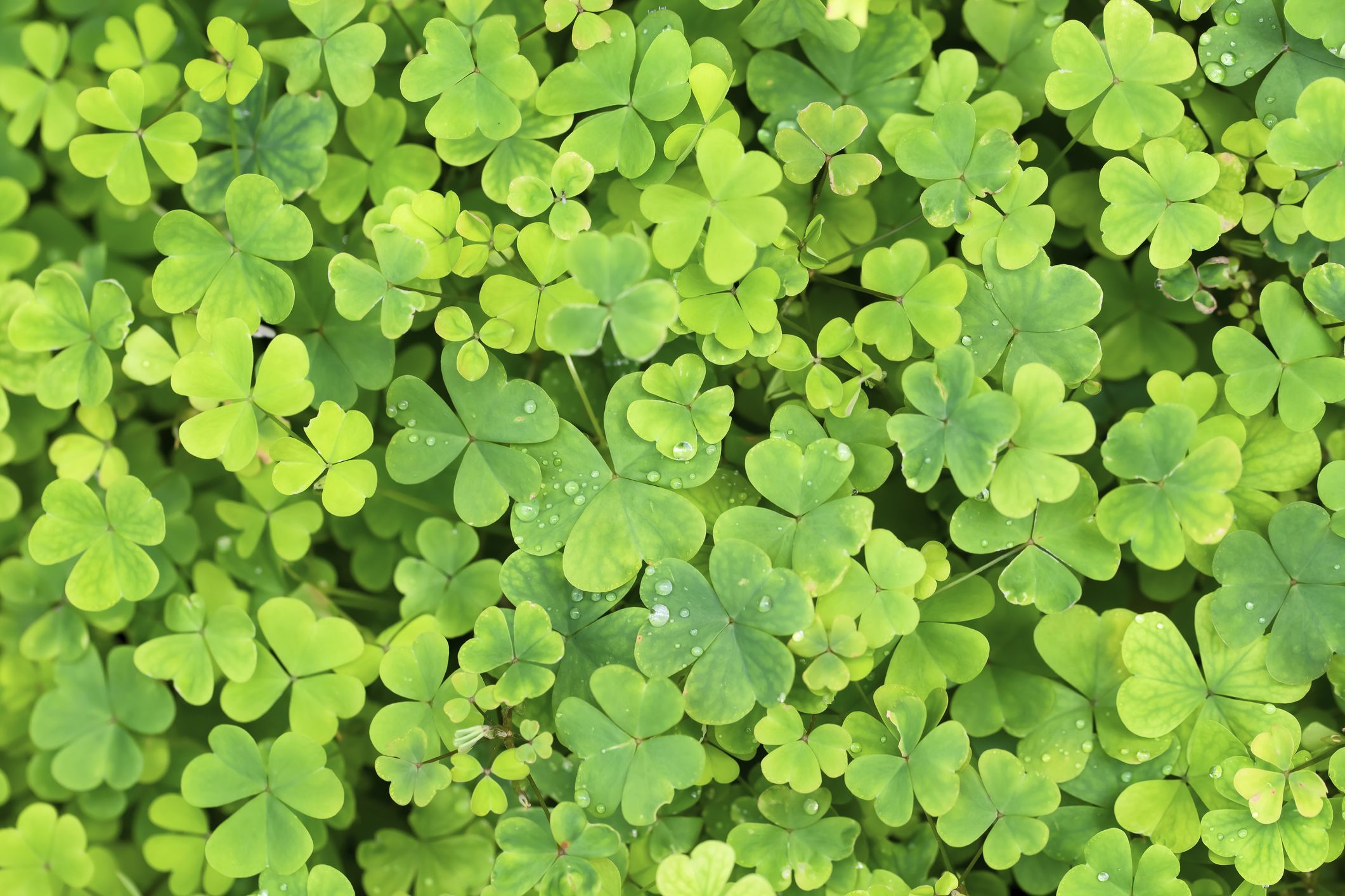 St. Patrick's Day Quotes and Irish Blessings for Good luck