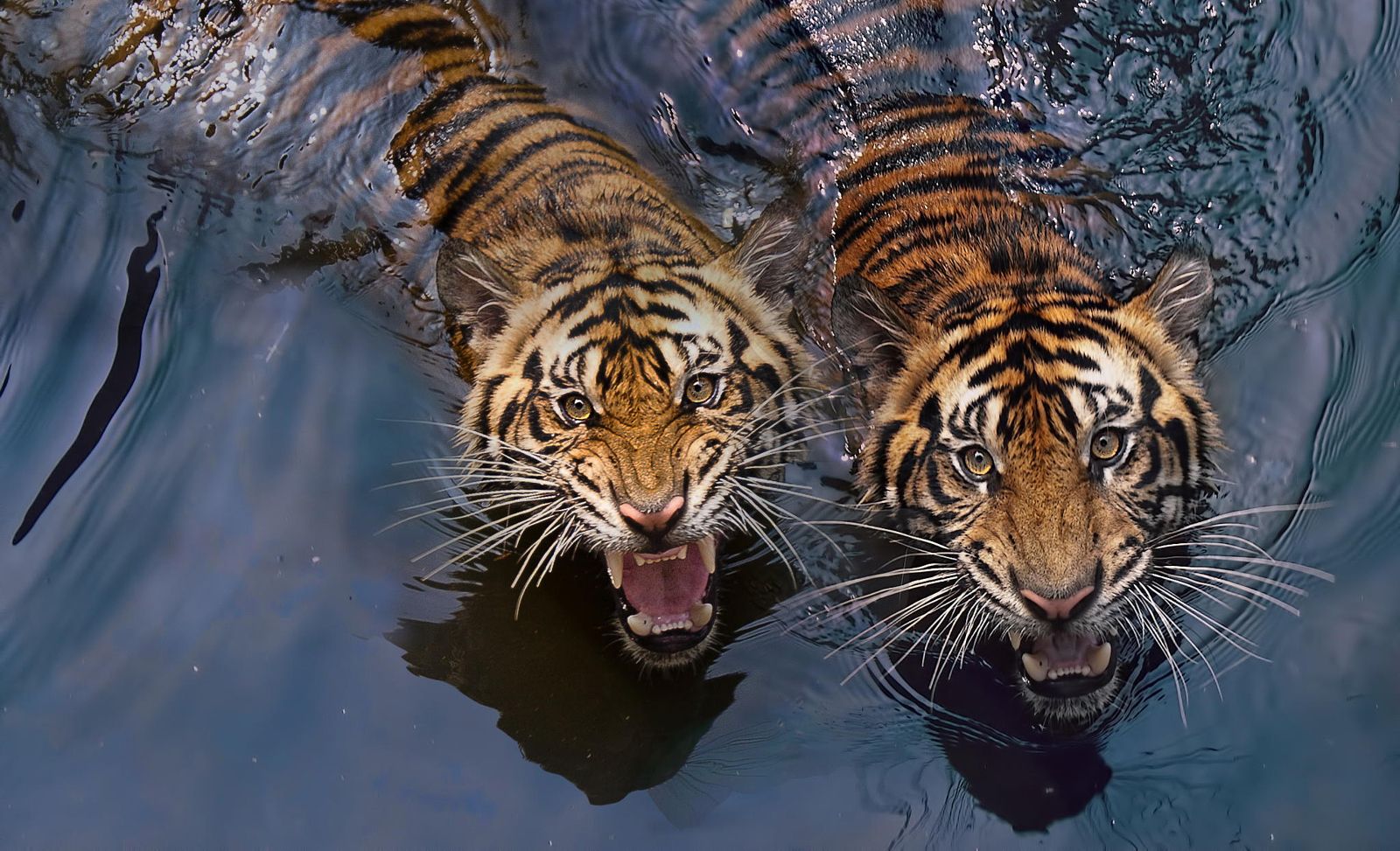 Tiger Photography. Tigers Photo That Will Leave You