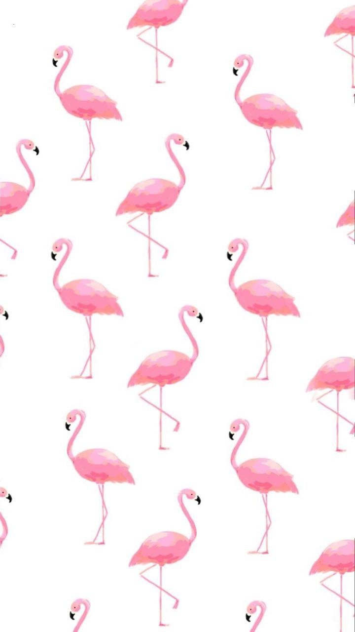 Cute Wallpaper Flamingos