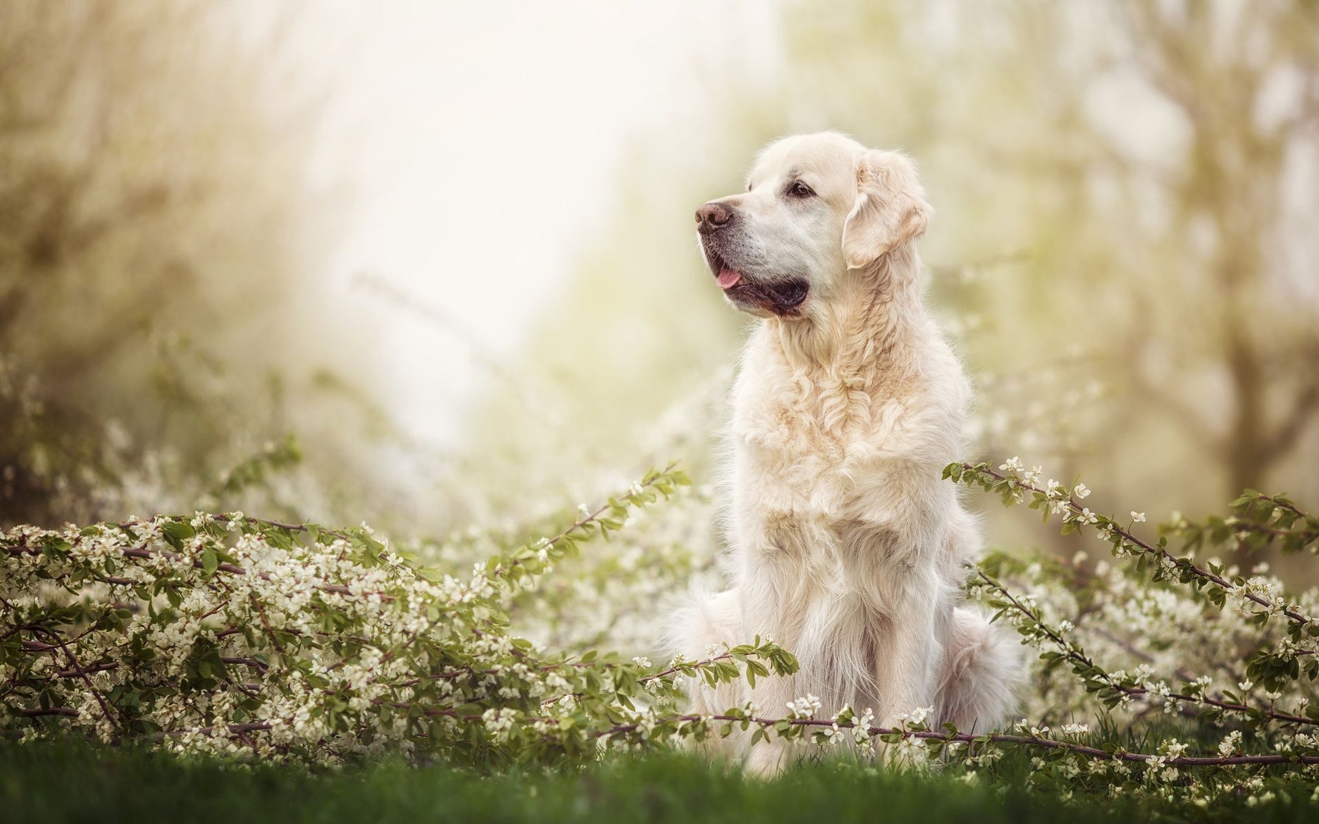 Download wallpaper Golden Retriever Dog, forest, labradors, dogs, spring, pets, cute dogs, Golden Retriever for desktop with resolution 1920x1200. High Quality HD picture wallpaper