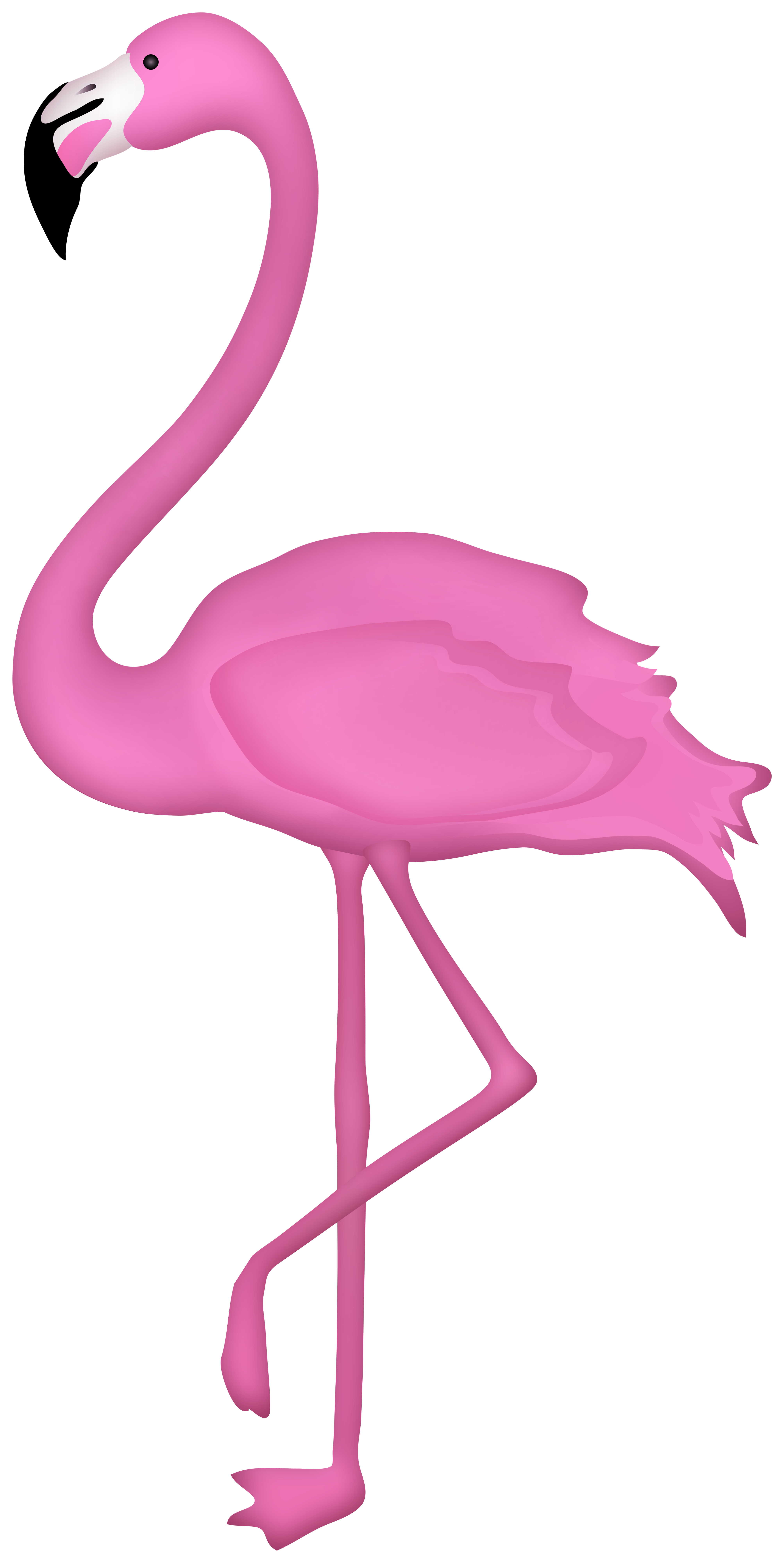 Flamingo Bird Transparent Image