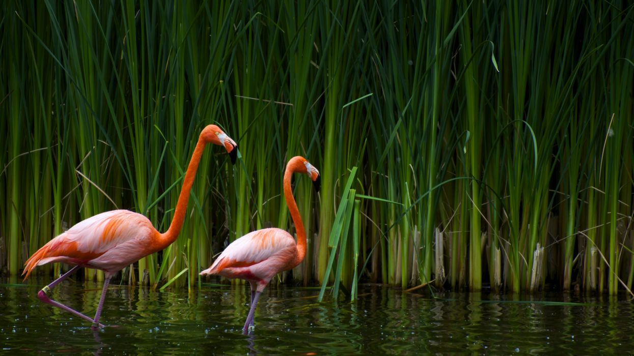 Flamingos wallpaperx1440