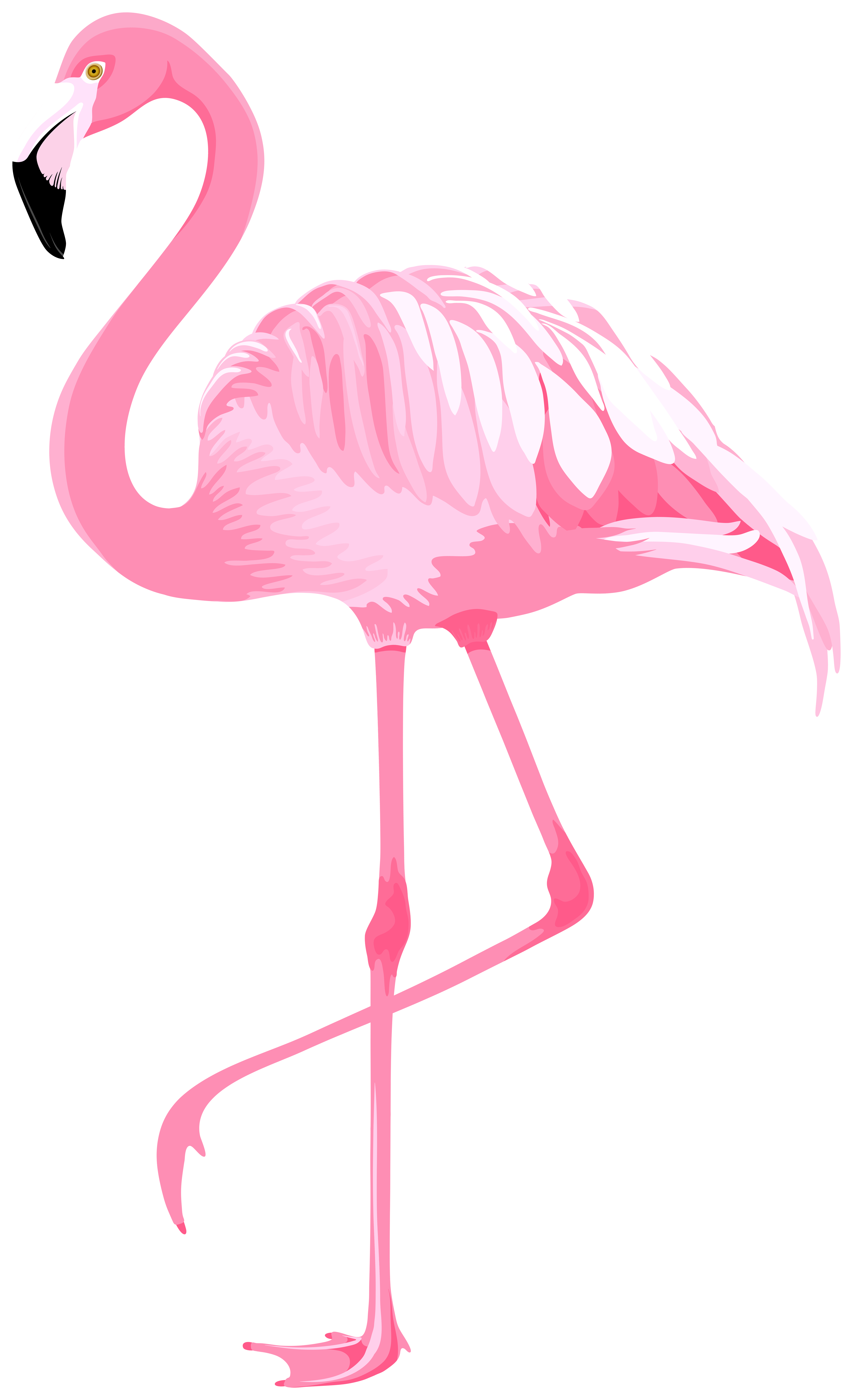 pink flamingo clipart noi background
