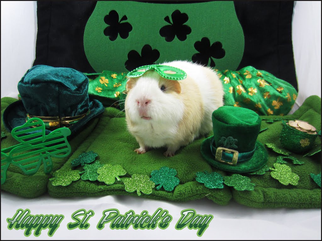 Undercover Guinea Pigs: Happy St. Patrick's Day from Agents