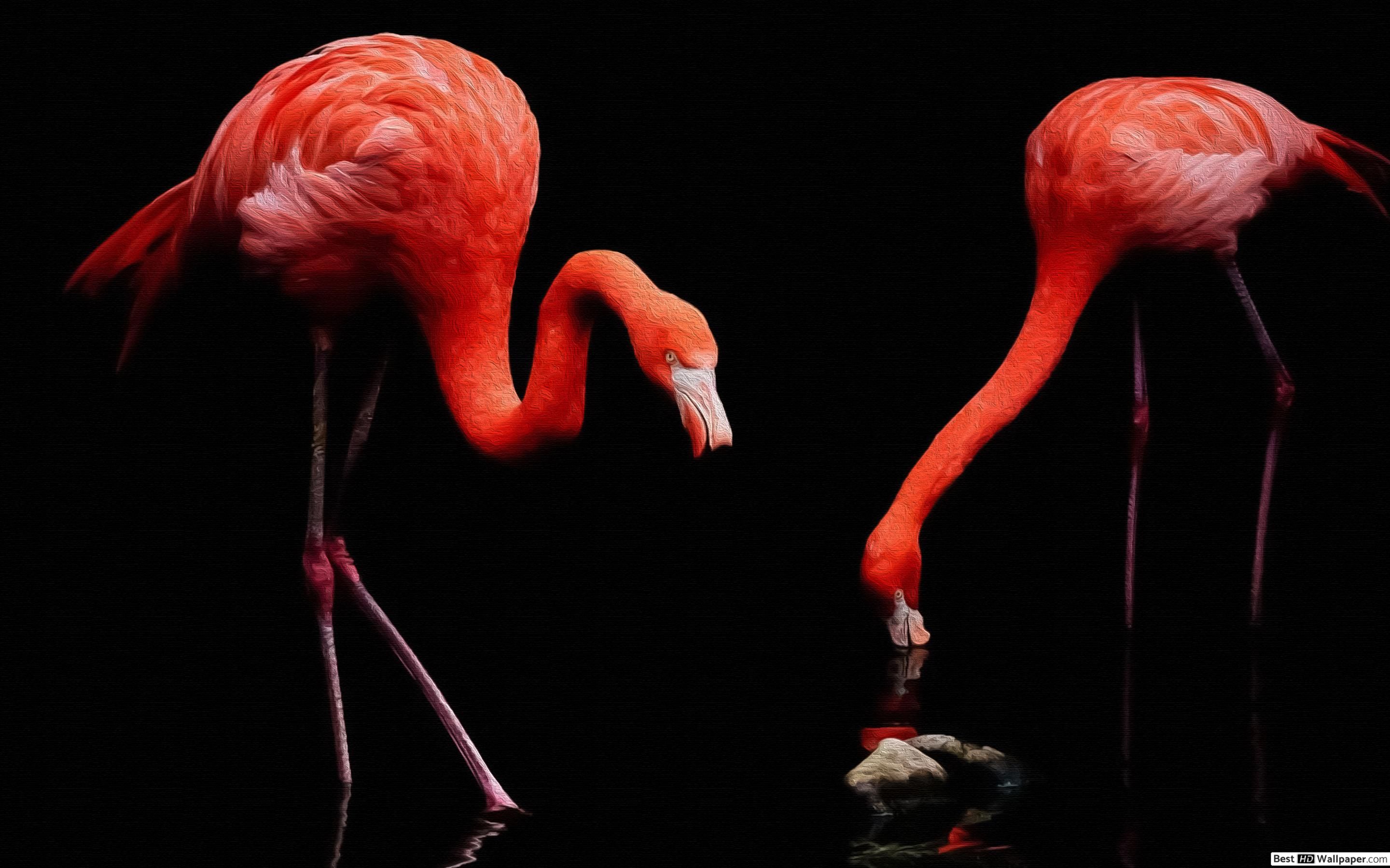 Painting of two flamingos HD wallpaper download